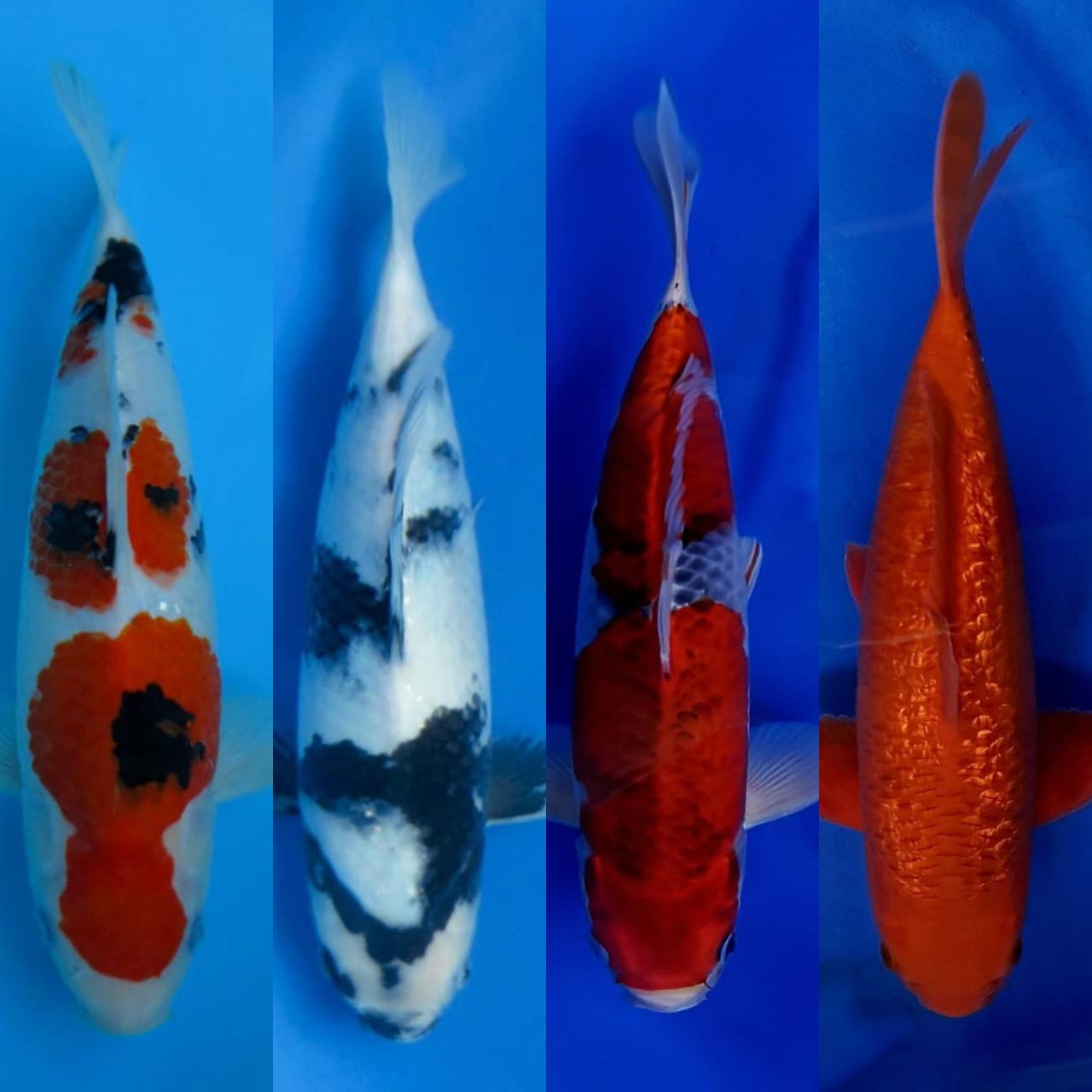 Lelang Koi Online, Jual Beli Ikan Koi, Pasar Koi Terbaik, Agen Lelang Koi, Penawaran Koi Berkualitas, Harga Jual Koi, Lelang Ikan Koi Import, Beli Koi Online, Jual Koi Murah, Koi Showroom, Penjual Koi Terpercaya, Lelang Koi Jakarta, Jual Koi Lokal, Koi Kualitas Unggul, Harga Terbaik Koi, Jual Koi Indukan, Lelang Ikan Hias Koi, Pasar Koi Indonesia, Beli Koi Berkualitas Tinggi, Koi Farm Terbesar, Jual Beli Koi Impor, Lelang Ikan Koi Kualitas Premium, Daftar Harga Koi Terbaru, Pusat Jual Beli Koi, Info Lelang Koi Hari Ini.