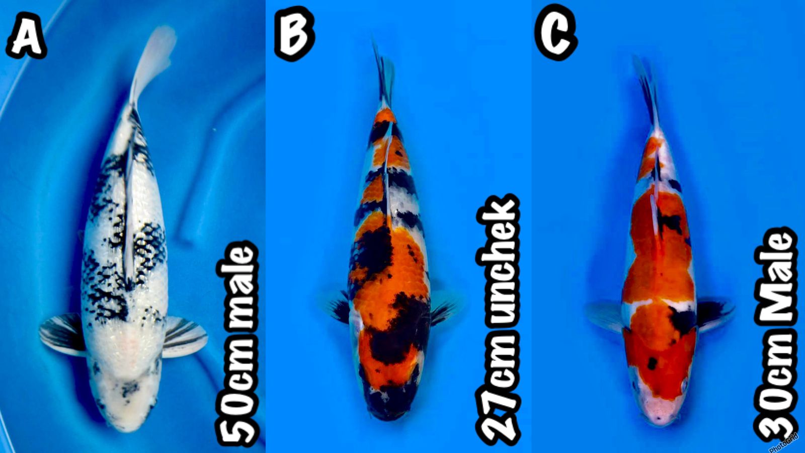 Lelang Koi Online, Jual Beli Ikan Koi, Pasar Koi Terbaik, Agen Lelang Koi, Penawaran Koi Berkualitas, Harga Jual Koi, Lelang Ikan Koi Import, Beli Koi Online, Jual Koi Murah, Koi Showroom, Penjual Koi Terpercaya, Lelang Koi Jakarta, Jual Koi Lokal, Koi Kualitas Unggul, Harga Terbaik Koi, Jual Koi Indukan, Lelang Ikan Hias Koi, Pasar Koi Indonesia, Beli Koi Berkualitas Tinggi, Koi Farm Terbesar, Jual Beli Koi Impor, Lelang Ikan Koi Kualitas Premium, Daftar Harga Koi Terbaru, Pusat Jual Beli Koi, Info Lelang Koi Hari Ini.