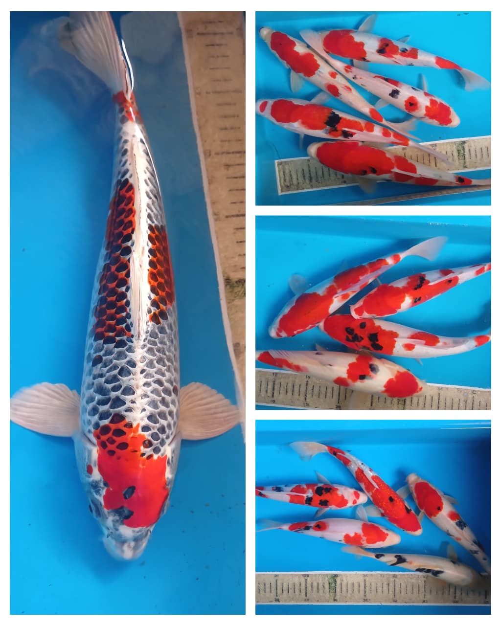 Lelang Koi Online, Jual Beli Ikan Koi, Pasar Koi Terbaik, Agen Lelang Koi, Penawaran Koi Berkualitas, Harga Jual Koi, Lelang Ikan Koi Import, Beli Koi Online, Jual Koi Murah, Koi Showroom, Penjual Koi Terpercaya, Lelang Koi Jakarta, Jual Koi Lokal, Koi Kualitas Unggul, Harga Terbaik Koi, Jual Koi Indukan, Lelang Ikan Hias Koi, Pasar Koi Indonesia, Beli Koi Berkualitas Tinggi, Koi Farm Terbesar, Jual Beli Koi Impor, Lelang Ikan Koi Kualitas Premium, Daftar Harga Koi Terbaru, Pusat Jual Beli Koi, Info Lelang Koi Hari Ini.