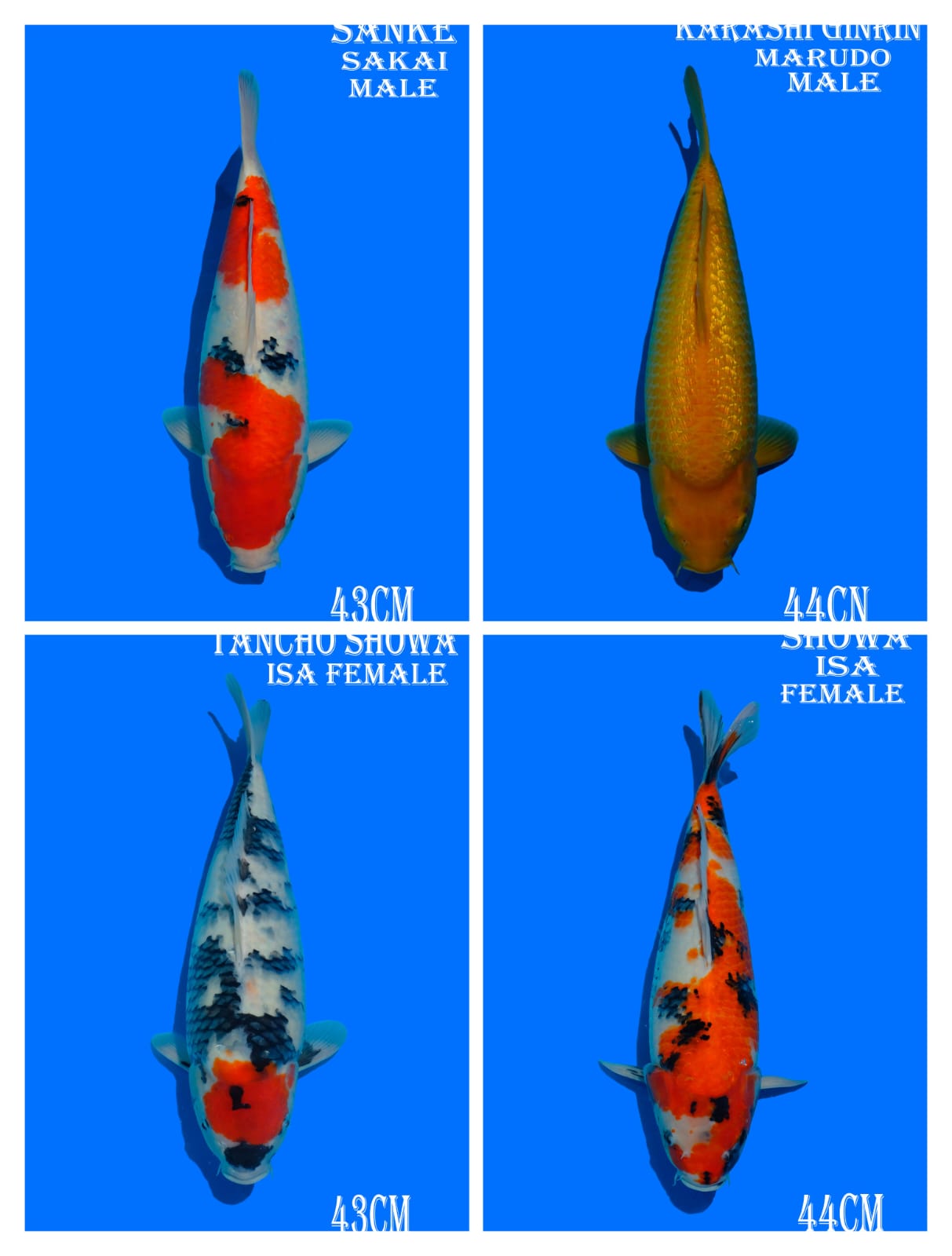 Lelang Koi Online, Jual Beli Ikan Koi, Pasar Koi Terbaik, Agen Lelang Koi, Penawaran Koi Berkualitas, Harga Jual Koi, Lelang Ikan Koi Import, Beli Koi Online, Jual Koi Murah, Koi Showroom, Penjual Koi Terpercaya, Lelang Koi Jakarta, Jual Koi Lokal, Koi Kualitas Unggul, Harga Terbaik Koi, Jual Koi Indukan, Lelang Ikan Hias Koi, Pasar Koi Indonesia, Beli Koi Berkualitas Tinggi, Koi Farm Terbesar, Jual Beli Koi Impor, Lelang Ikan Koi Kualitas Premium, Daftar Harga Koi Terbaru, Pusat Jual Beli Koi, Info Lelang Koi Hari Ini.