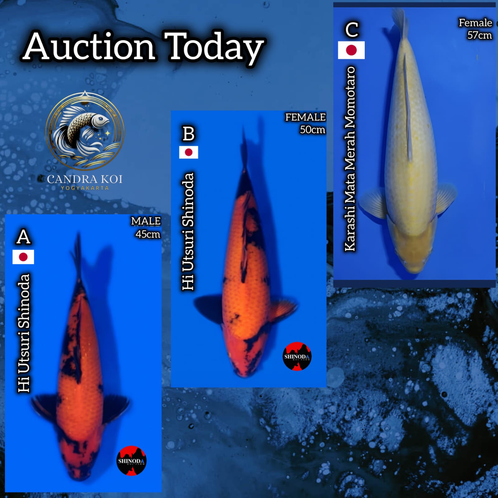Lelang Koi Online, Jual Beli Ikan Koi, Pasar Koi Terbaik, Agen Lelang Koi, Penawaran Koi Berkualitas, Harga Jual Koi, Lelang Ikan Koi Import, Beli Koi Online, Jual Koi Murah, Koi Showroom, Penjual Koi Terpercaya, Lelang Koi Jakarta, Jual Koi Lokal, Koi Kualitas Unggul, Harga Terbaik Koi, Jual Koi Indukan, Lelang Ikan Hias Koi, Pasar Koi Indonesia, Beli Koi Berkualitas Tinggi, Koi Farm Terbesar, Jual Beli Koi Impor, Lelang Ikan Koi Kualitas Premium, Daftar Harga Koi Terbaru, Pusat Jual Beli Koi, Info Lelang Koi Hari Ini.