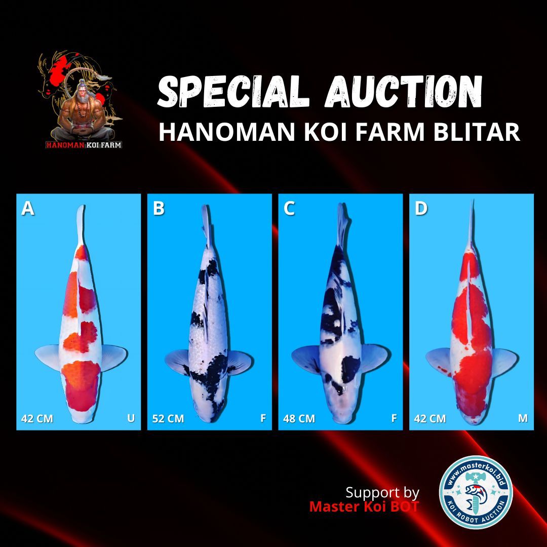 Lelang Koi Online, Jual Beli Ikan Koi, Pasar Koi Terbaik, Agen Lelang Koi, Penawaran Koi Berkualitas, Harga Jual Koi, Lelang Ikan Koi Import, Beli Koi Online, Jual Koi Murah, Koi Showroom, Penjual Koi Terpercaya, Lelang Koi Jakarta, Jual Koi Lokal, Koi Kualitas Unggul, Harga Terbaik Koi, Jual Koi Indukan, Lelang Ikan Hias Koi, Pasar Koi Indonesia, Beli Koi Berkualitas Tinggi, Koi Farm Terbesar, Jual Beli Koi Impor, Lelang Ikan Koi Kualitas Premium, Daftar Harga Koi Terbaru, Pusat Jual Beli Koi, Info Lelang Koi Hari Ini.
