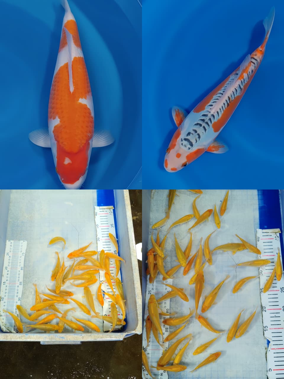 Lelang Koi Online, Jual Beli Ikan Koi, Pasar Koi Terbaik, Agen Lelang Koi, Penawaran Koi Berkualitas, Harga Jual Koi, Lelang Ikan Koi Import, Beli Koi Online, Jual Koi Murah, Koi Showroom, Penjual Koi Terpercaya, Lelang Koi Jakarta, Jual Koi Lokal, Koi Kualitas Unggul, Harga Terbaik Koi, Jual Koi Indukan, Lelang Ikan Hias Koi, Pasar Koi Indonesia, Beli Koi Berkualitas Tinggi, Koi Farm Terbesar, Jual Beli Koi Impor, Lelang Ikan Koi Kualitas Premium, Daftar Harga Koi Terbaru, Pusat Jual Beli Koi, Info Lelang Koi Hari Ini.