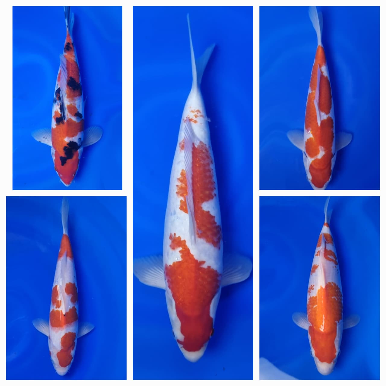 Lelang Koi Online, Jual Beli Ikan Koi, Pasar Koi Terbaik, Agen Lelang Koi, Penawaran Koi Berkualitas, Harga Jual Koi, Lelang Ikan Koi Import, Beli Koi Online, Jual Koi Murah, Koi Showroom, Penjual Koi Terpercaya, Lelang Koi Jakarta, Jual Koi Lokal, Koi Kualitas Unggul, Harga Terbaik Koi, Jual Koi Indukan, Lelang Ikan Hias Koi, Pasar Koi Indonesia, Beli Koi Berkualitas Tinggi, Koi Farm Terbesar, Jual Beli Koi Impor, Lelang Ikan Koi Kualitas Premium, Daftar Harga Koi Terbaru, Pusat Jual Beli Koi, Info Lelang Koi Hari Ini.