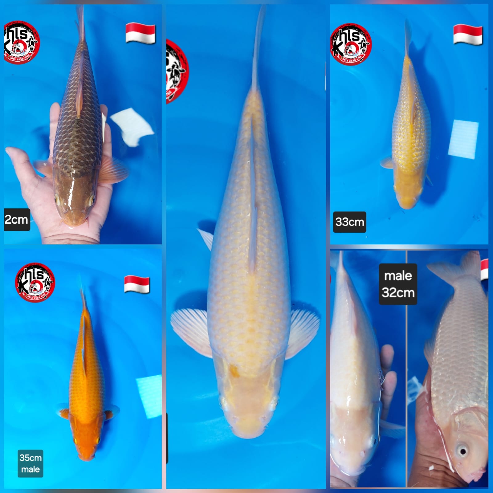 Lelang Koi Online, Jual Beli Ikan Koi, Pasar Koi Terbaik, Agen Lelang Koi, Penawaran Koi Berkualitas, Harga Jual Koi, Lelang Ikan Koi Import, Beli Koi Online, Jual Koi Murah, Koi Showroom, Penjual Koi Terpercaya, Lelang Koi Jakarta, Jual Koi Lokal, Koi Kualitas Unggul, Harga Terbaik Koi, Jual Koi Indukan, Lelang Ikan Hias Koi, Pasar Koi Indonesia, Beli Koi Berkualitas Tinggi, Koi Farm Terbesar, Jual Beli Koi Impor, Lelang Ikan Koi Kualitas Premium, Daftar Harga Koi Terbaru, Pusat Jual Beli Koi, Info Lelang Koi Hari Ini.