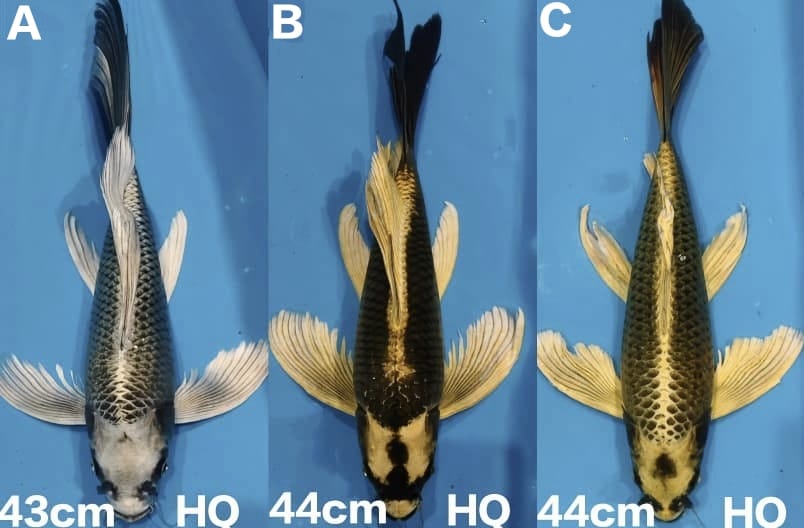 Lelang Koi Online, Jual Beli Ikan Koi, Pasar Koi Terbaik, Agen Lelang Koi, Penawaran Koi Berkualitas, Harga Jual Koi, Lelang Ikan Koi Import, Beli Koi Online, Jual Koi Murah, Koi Showroom, Penjual Koi Terpercaya, Lelang Koi Jakarta, Jual Koi Lokal, Koi Kualitas Unggul, Harga Terbaik Koi, Jual Koi Indukan, Lelang Ikan Hias Koi, Pasar Koi Indonesia, Beli Koi Berkualitas Tinggi, Koi Farm Terbesar, Jual Beli Koi Impor, Lelang Ikan Koi Kualitas Premium, Daftar Harga Koi Terbaru, Pusat Jual Beli Koi, Info Lelang Koi Hari Ini.