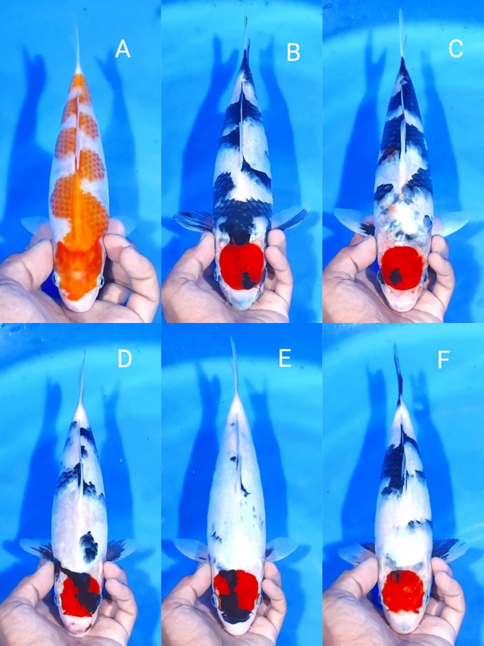 Lelang Koi Online, Jual Beli Ikan Koi, Pasar Koi Terbaik, Agen Lelang Koi, Penawaran Koi Berkualitas, Harga Jual Koi, Lelang Ikan Koi Import, Beli Koi Online, Jual Koi Murah, Koi Showroom, Penjual Koi Terpercaya, Lelang Koi Jakarta, Jual Koi Lokal, Koi Kualitas Unggul, Harga Terbaik Koi, Jual Koi Indukan, Lelang Ikan Hias Koi, Pasar Koi Indonesia, Beli Koi Berkualitas Tinggi, Koi Farm Terbesar, Jual Beli Koi Impor, Lelang Ikan Koi Kualitas Premium, Daftar Harga Koi Terbaru, Pusat Jual Beli Koi, Info Lelang Koi Hari Ini.