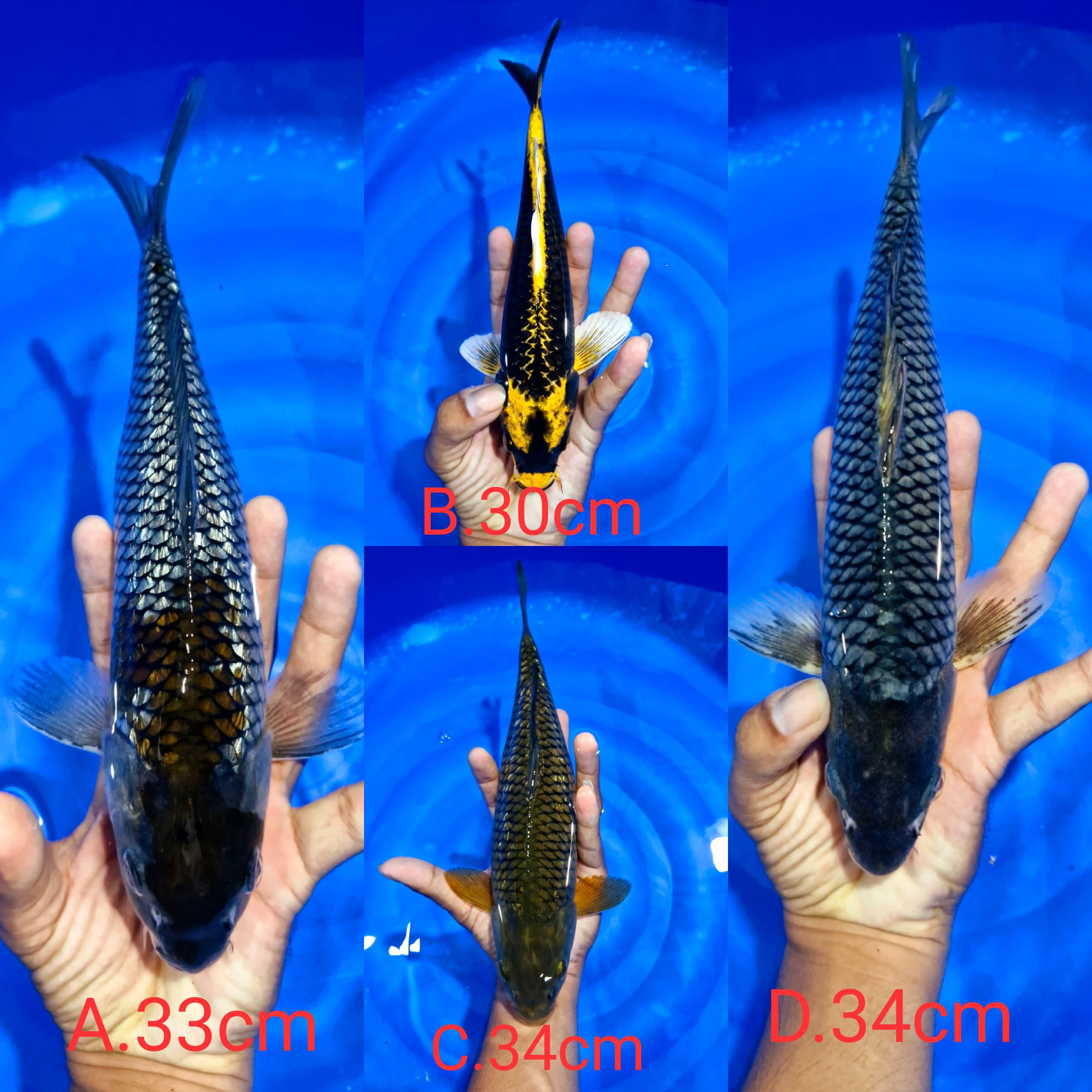 Lelang Koi Online, Jual Beli Ikan Koi, Pasar Koi Terbaik, Agen Lelang Koi, Penawaran Koi Berkualitas, Harga Jual Koi, Lelang Ikan Koi Import, Beli Koi Online, Jual Koi Murah, Koi Showroom, Penjual Koi Terpercaya, Lelang Koi Jakarta, Jual Koi Lokal, Koi Kualitas Unggul, Harga Terbaik Koi, Jual Koi Indukan, Lelang Ikan Hias Koi, Pasar Koi Indonesia, Beli Koi Berkualitas Tinggi, Koi Farm Terbesar, Jual Beli Koi Impor, Lelang Ikan Koi Kualitas Premium, Daftar Harga Koi Terbaru, Pusat Jual Beli Koi, Info Lelang Koi Hari Ini.