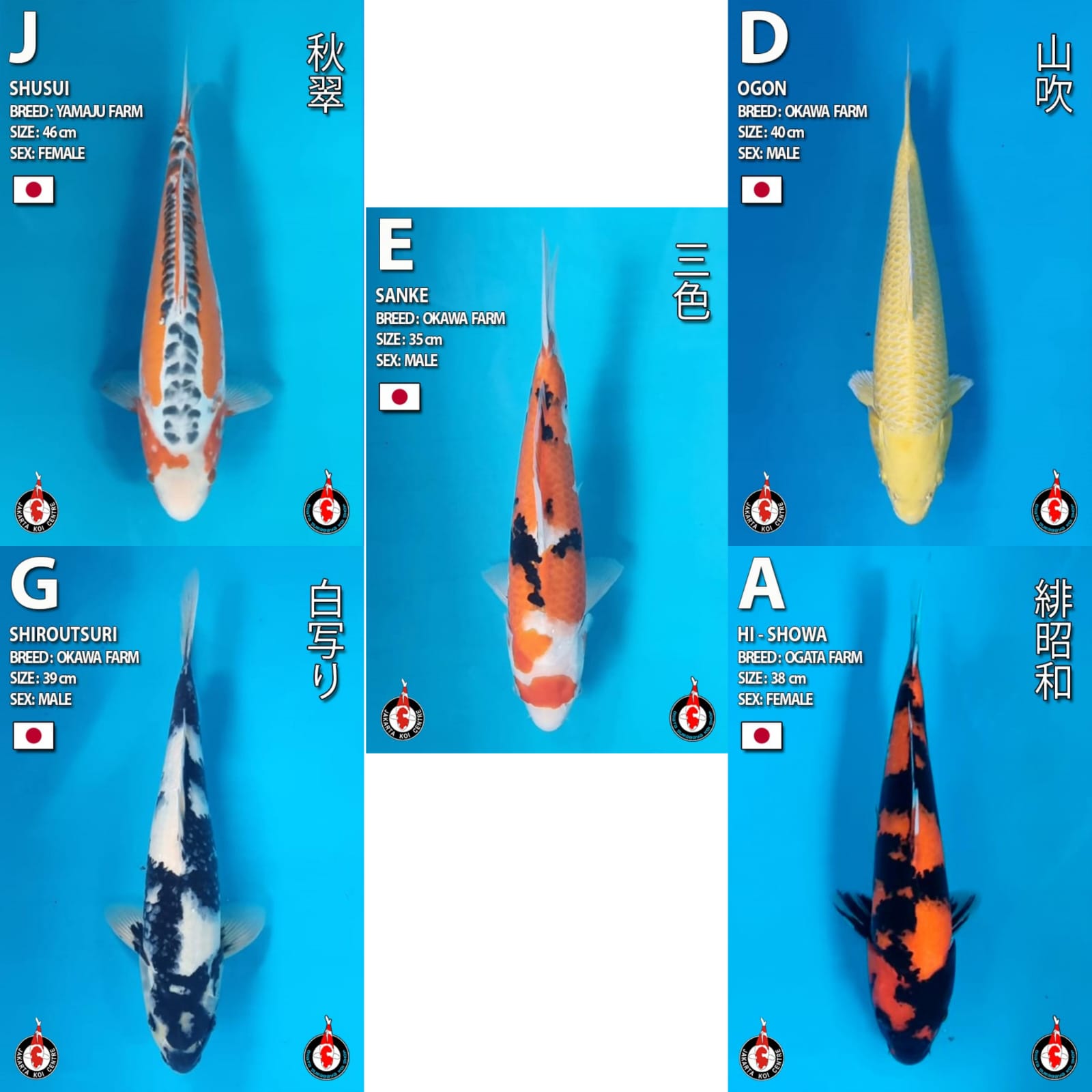 Lelang Koi Online, Jual Beli Ikan Koi, Pasar Koi Terbaik, Agen Lelang Koi, Penawaran Koi Berkualitas, Harga Jual Koi, Lelang Ikan Koi Import, Beli Koi Online, Jual Koi Murah, Koi Showroom, Penjual Koi Terpercaya, Lelang Koi Jakarta, Jual Koi Lokal, Koi Kualitas Unggul, Harga Terbaik Koi, Jual Koi Indukan, Lelang Ikan Hias Koi, Pasar Koi Indonesia, Beli Koi Berkualitas Tinggi, Koi Farm Terbesar, Jual Beli Koi Impor, Lelang Ikan Koi Kualitas Premium, Daftar Harga Koi Terbaru, Pusat Jual Beli Koi, Info Lelang Koi Hari Ini.