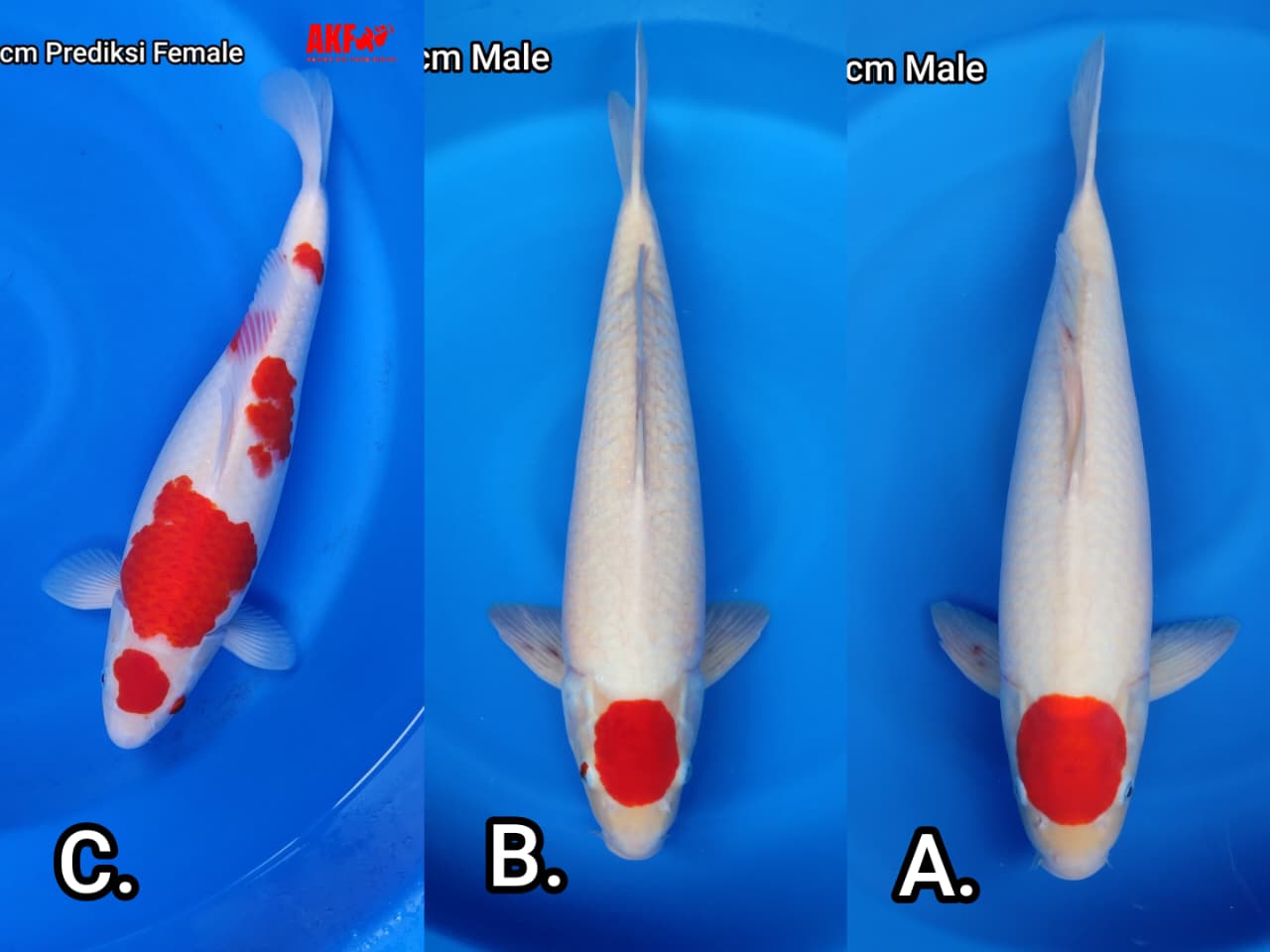 Lelang Koi Online, Jual Beli Ikan Koi, Pasar Koi Terbaik, Agen Lelang Koi, Penawaran Koi Berkualitas, Harga Jual Koi, Lelang Ikan Koi Import, Beli Koi Online, Jual Koi Murah, Koi Showroom, Penjual Koi Terpercaya, Lelang Koi Jakarta, Jual Koi Lokal, Koi Kualitas Unggul, Harga Terbaik Koi, Jual Koi Indukan, Lelang Ikan Hias Koi, Pasar Koi Indonesia, Beli Koi Berkualitas Tinggi, Koi Farm Terbesar, Jual Beli Koi Impor, Lelang Ikan Koi Kualitas Premium, Daftar Harga Koi Terbaru, Pusat Jual Beli Koi, Info Lelang Koi Hari Ini.