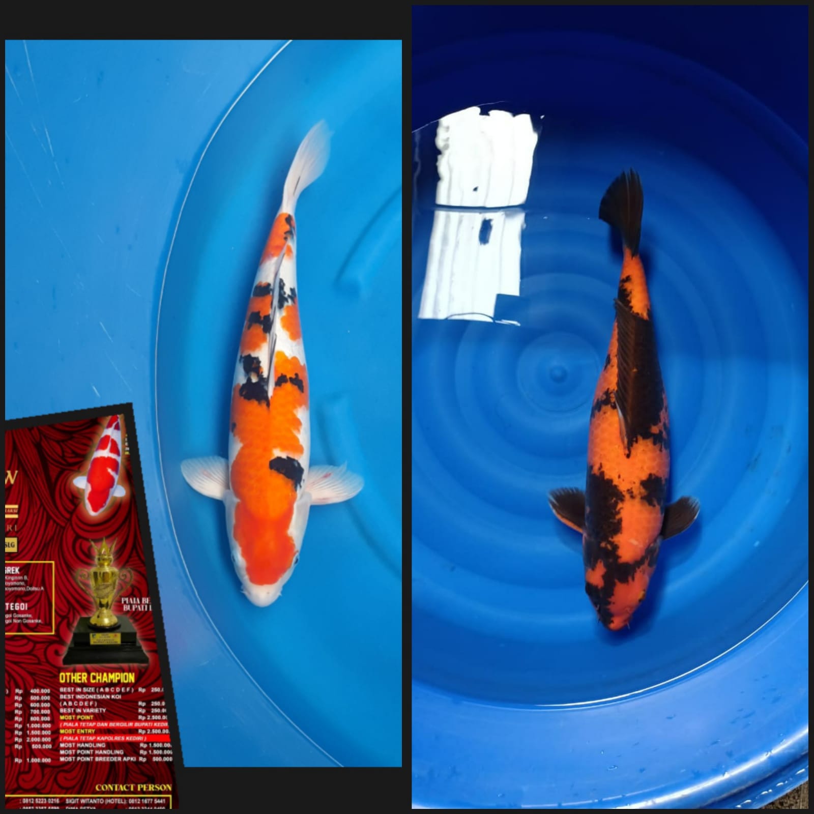 Lelang Koi Online, Jual Beli Ikan Koi, Pasar Koi Terbaik, Agen Lelang Koi, Penawaran Koi Berkualitas, Harga Jual Koi, Lelang Ikan Koi Import, Beli Koi Online, Jual Koi Murah, Koi Showroom, Penjual Koi Terpercaya, Lelang Koi Jakarta, Jual Koi Lokal, Koi Kualitas Unggul, Harga Terbaik Koi, Jual Koi Indukan, Lelang Ikan Hias Koi, Pasar Koi Indonesia, Beli Koi Berkualitas Tinggi, Koi Farm Terbesar, Jual Beli Koi Impor, Lelang Ikan Koi Kualitas Premium, Daftar Harga Koi Terbaru, Pusat Jual Beli Koi, Info Lelang Koi Hari Ini.