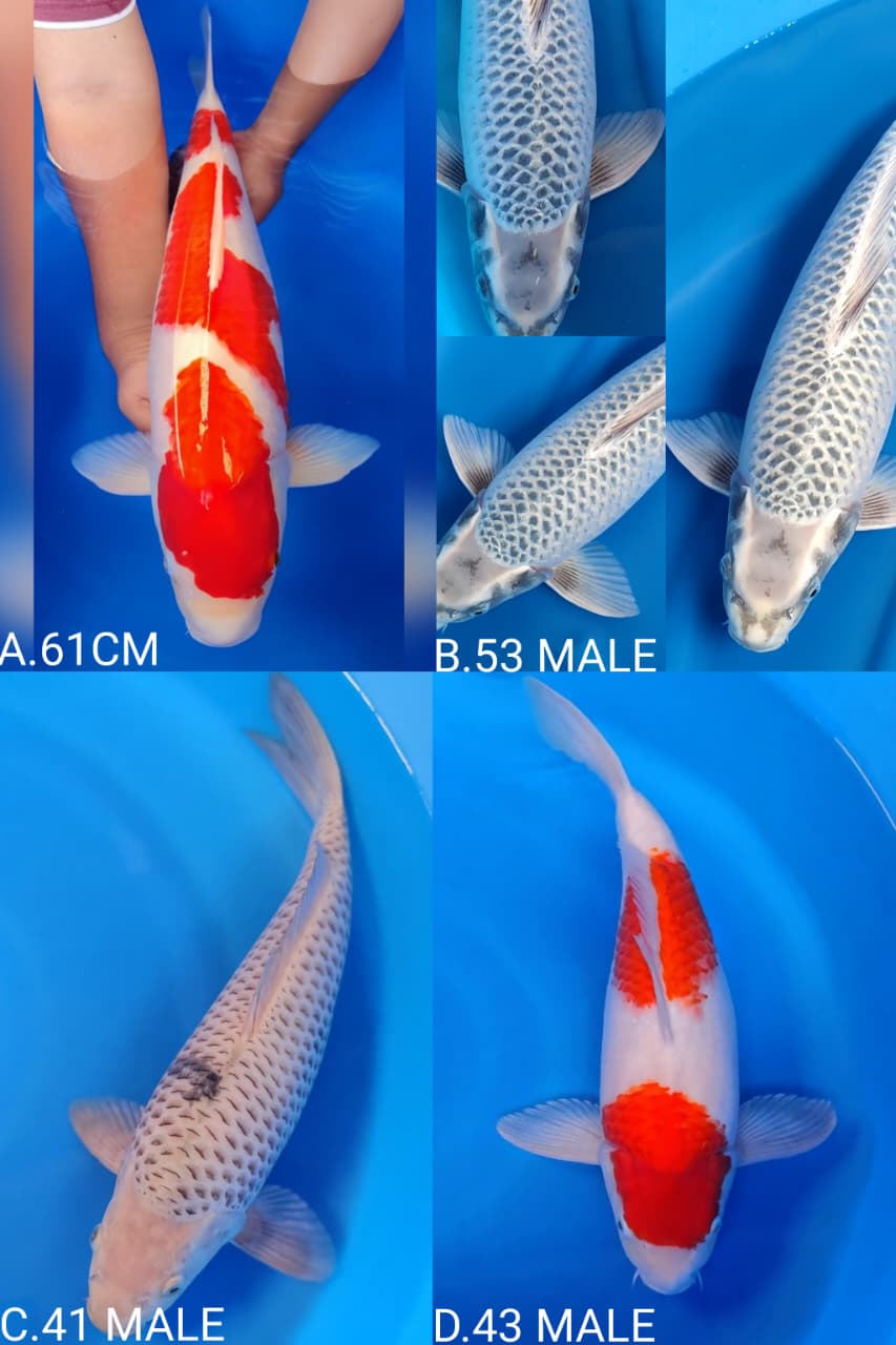 Lelang Koi Online, Jual Beli Ikan Koi, Pasar Koi Terbaik, Agen Lelang Koi, Penawaran Koi Berkualitas, Harga Jual Koi, Lelang Ikan Koi Import, Beli Koi Online, Jual Koi Murah, Koi Showroom, Penjual Koi Terpercaya, Lelang Koi Jakarta, Jual Koi Lokal, Koi Kualitas Unggul, Harga Terbaik Koi, Jual Koi Indukan, Lelang Ikan Hias Koi, Pasar Koi Indonesia, Beli Koi Berkualitas Tinggi, Koi Farm Terbesar, Jual Beli Koi Impor, Lelang Ikan Koi Kualitas Premium, Daftar Harga Koi Terbaru, Pusat Jual Beli Koi, Info Lelang Koi Hari Ini.