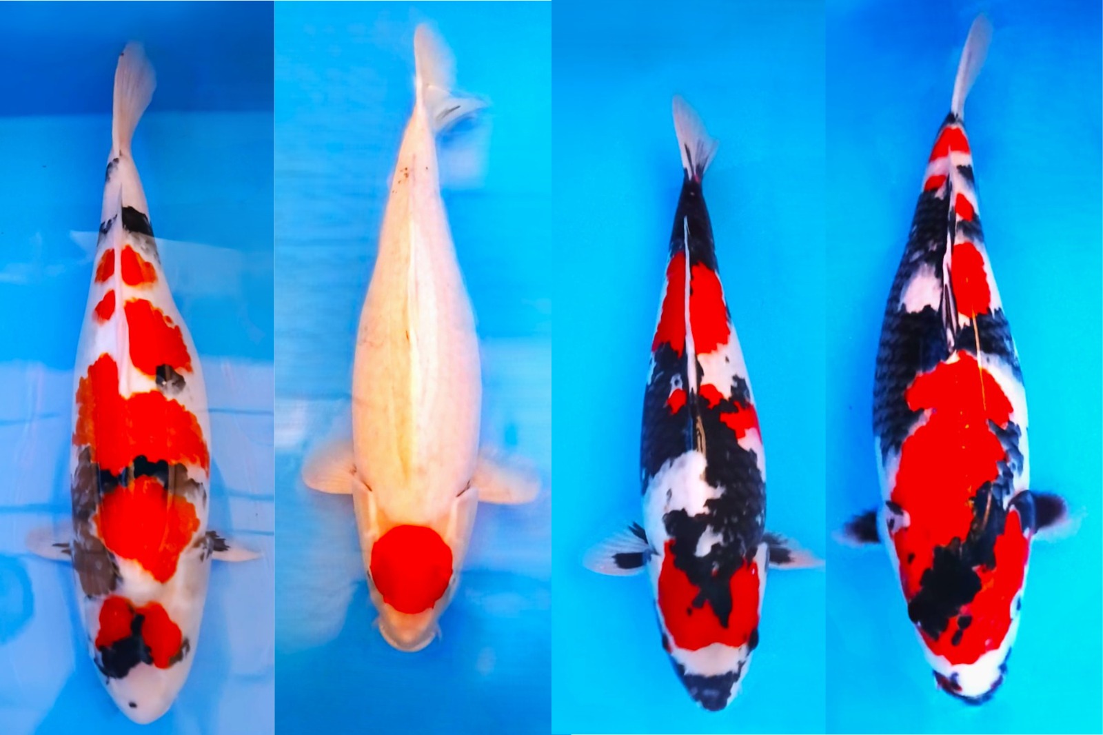 Lelang Koi Online, Jual Beli Ikan Koi, Pasar Koi Terbaik, Agen Lelang Koi, Penawaran Koi Berkualitas, Harga Jual Koi, Lelang Ikan Koi Import, Beli Koi Online, Jual Koi Murah, Koi Showroom, Penjual Koi Terpercaya, Lelang Koi Jakarta, Jual Koi Lokal, Koi Kualitas Unggul, Harga Terbaik Koi, Jual Koi Indukan, Lelang Ikan Hias Koi, Pasar Koi Indonesia, Beli Koi Berkualitas Tinggi, Koi Farm Terbesar, Jual Beli Koi Impor, Lelang Ikan Koi Kualitas Premium, Daftar Harga Koi Terbaru, Pusat Jual Beli Koi, Info Lelang Koi Hari Ini.