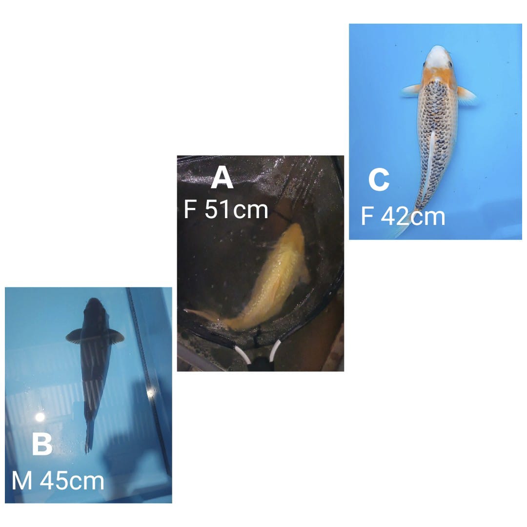 Lelang Koi Online, Jual Beli Ikan Koi, Pasar Koi Terbaik, Agen Lelang Koi, Penawaran Koi Berkualitas, Harga Jual Koi, Lelang Ikan Koi Import, Beli Koi Online, Jual Koi Murah, Koi Showroom, Penjual Koi Terpercaya, Lelang Koi Jakarta, Jual Koi Lokal, Koi Kualitas Unggul, Harga Terbaik Koi, Jual Koi Indukan, Lelang Ikan Hias Koi, Pasar Koi Indonesia, Beli Koi Berkualitas Tinggi, Koi Farm Terbesar, Jual Beli Koi Impor, Lelang Ikan Koi Kualitas Premium, Daftar Harga Koi Terbaru, Pusat Jual Beli Koi, Info Lelang Koi Hari Ini.