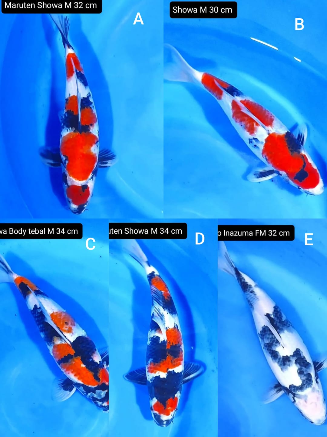 Lelang Koi Online, Jual Beli Ikan Koi, Pasar Koi Terbaik, Agen Lelang Koi, Penawaran Koi Berkualitas, Harga Jual Koi, Lelang Ikan Koi Import, Beli Koi Online, Jual Koi Murah, Koi Showroom, Penjual Koi Terpercaya, Lelang Koi Jakarta, Jual Koi Lokal, Koi Kualitas Unggul, Harga Terbaik Koi, Jual Koi Indukan, Lelang Ikan Hias Koi, Pasar Koi Indonesia, Beli Koi Berkualitas Tinggi, Koi Farm Terbesar, Jual Beli Koi Impor, Lelang Ikan Koi Kualitas Premium, Daftar Harga Koi Terbaru, Pusat Jual Beli Koi, Info Lelang Koi Hari Ini.