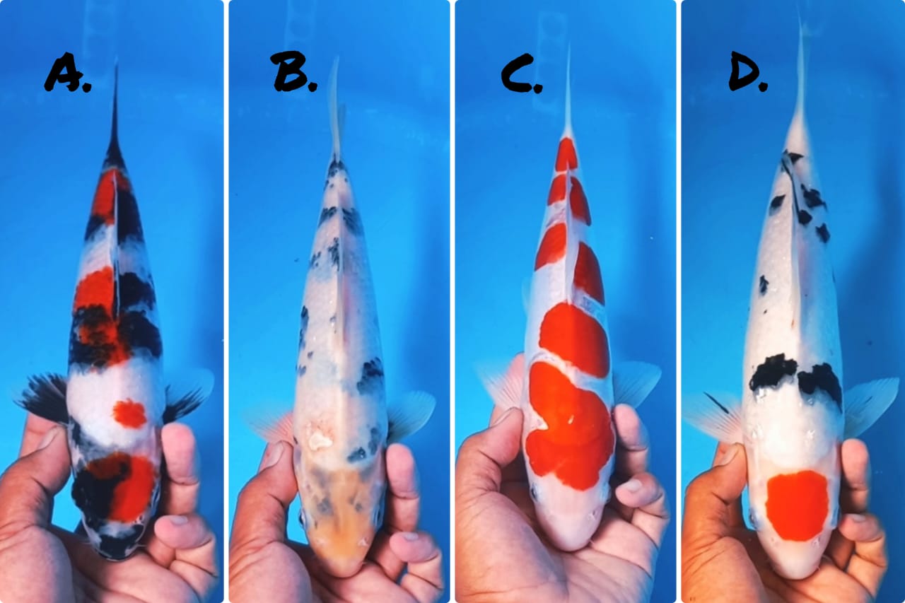 Lelang Koi Online, Jual Beli Ikan Koi, Pasar Koi Terbaik, Agen Lelang Koi, Penawaran Koi Berkualitas, Harga Jual Koi, Lelang Ikan Koi Import, Beli Koi Online, Jual Koi Murah, Koi Showroom, Penjual Koi Terpercaya, Lelang Koi Jakarta, Jual Koi Lokal, Koi Kualitas Unggul, Harga Terbaik Koi, Jual Koi Indukan, Lelang Ikan Hias Koi, Pasar Koi Indonesia, Beli Koi Berkualitas Tinggi, Koi Farm Terbesar, Jual Beli Koi Impor, Lelang Ikan Koi Kualitas Premium, Daftar Harga Koi Terbaru, Pusat Jual Beli Koi, Info Lelang Koi Hari Ini.