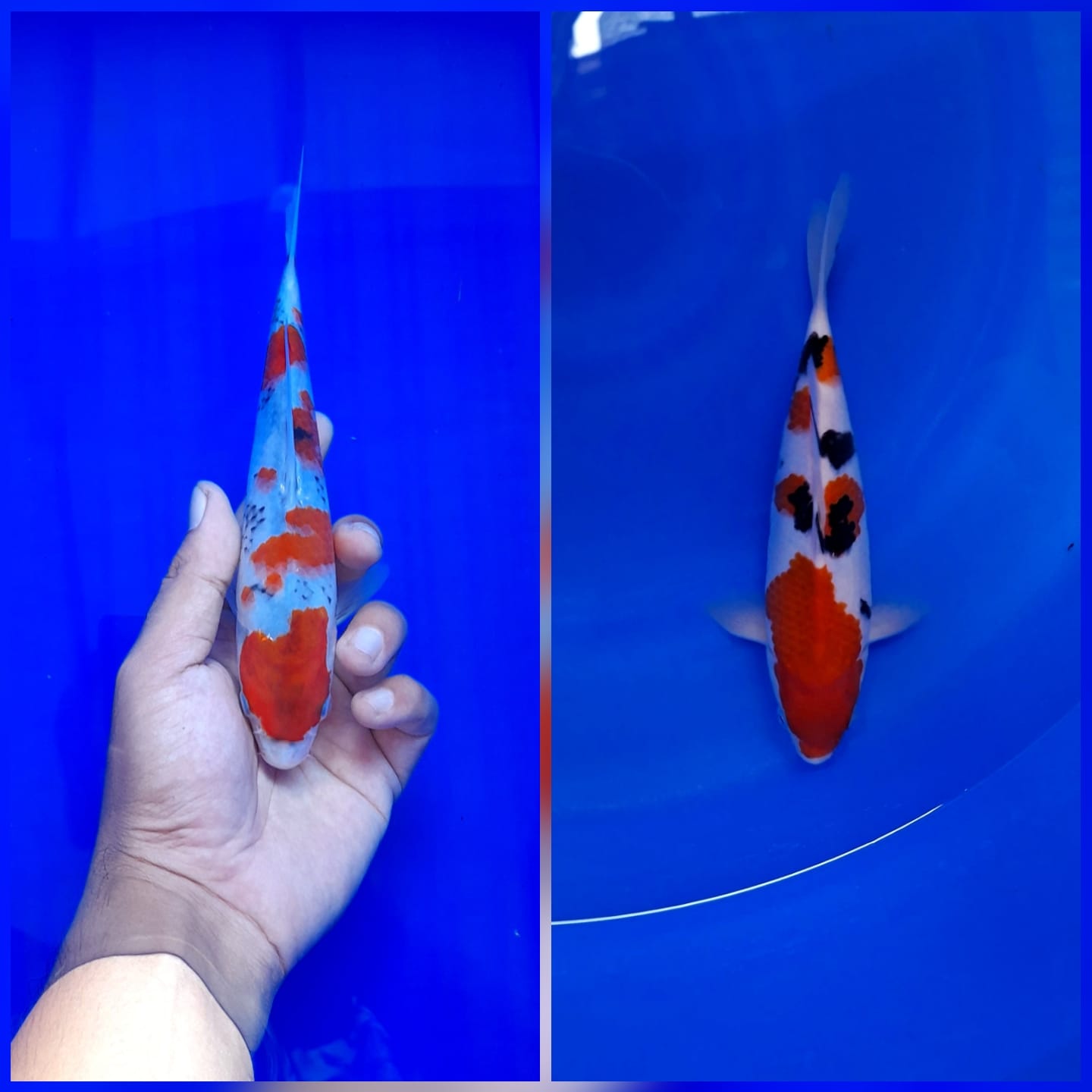 Lelang Koi Online, Jual Beli Ikan Koi, Pasar Koi Terbaik, Agen Lelang Koi, Penawaran Koi Berkualitas, Harga Jual Koi, Lelang Ikan Koi Import, Beli Koi Online, Jual Koi Murah, Koi Showroom, Penjual Koi Terpercaya, Lelang Koi Jakarta, Jual Koi Lokal, Koi Kualitas Unggul, Harga Terbaik Koi, Jual Koi Indukan, Lelang Ikan Hias Koi, Pasar Koi Indonesia, Beli Koi Berkualitas Tinggi, Koi Farm Terbesar, Jual Beli Koi Impor, Lelang Ikan Koi Kualitas Premium, Daftar Harga Koi Terbaru, Pusat Jual Beli Koi, Info Lelang Koi Hari Ini.