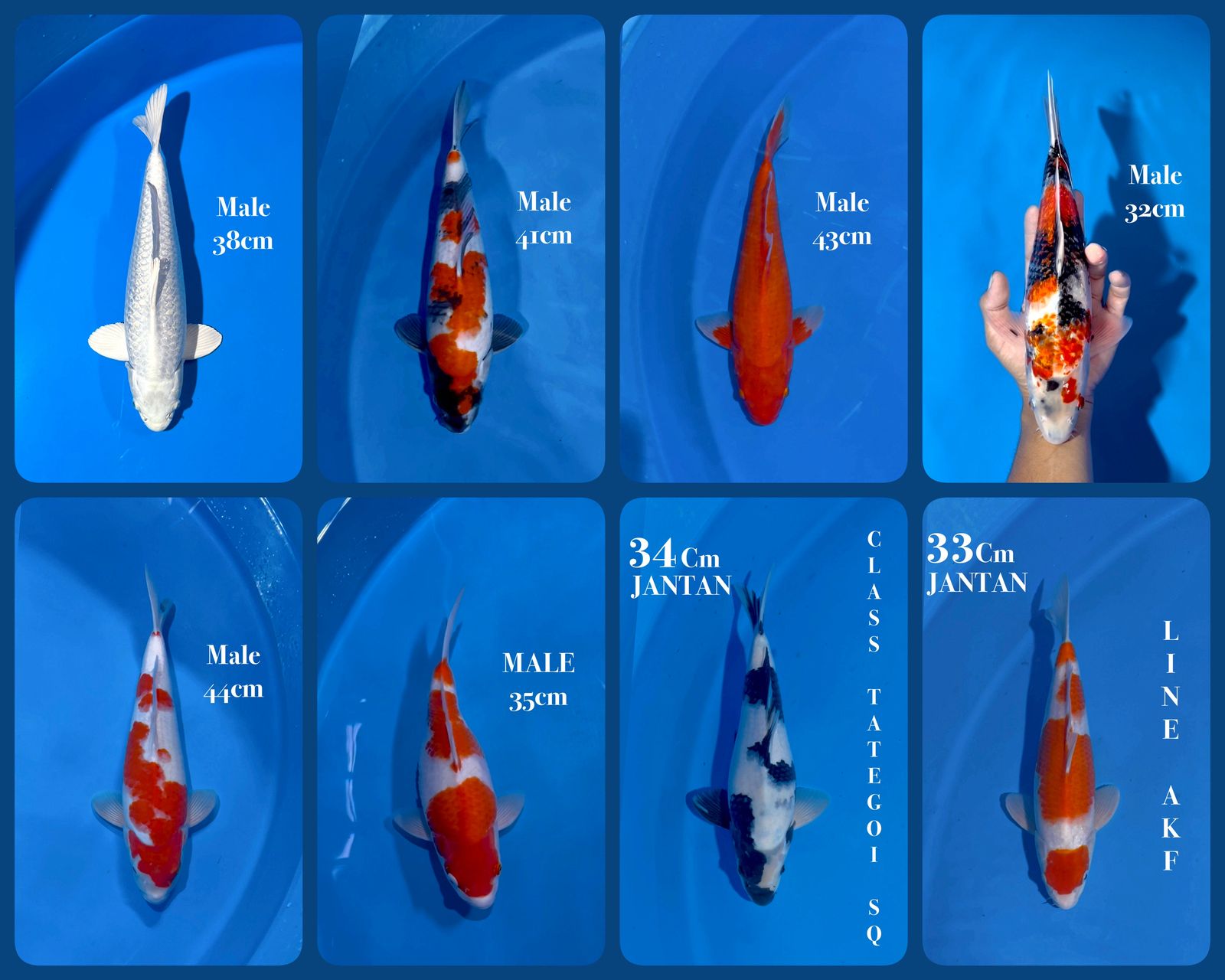 Lelang Koi Online, Jual Beli Ikan Koi, Pasar Koi Terbaik, Agen Lelang Koi, Penawaran Koi Berkualitas, Harga Jual Koi, Lelang Ikan Koi Import, Beli Koi Online, Jual Koi Murah, Koi Showroom, Penjual Koi Terpercaya, Lelang Koi Jakarta, Jual Koi Lokal, Koi Kualitas Unggul, Harga Terbaik Koi, Jual Koi Indukan, Lelang Ikan Hias Koi, Pasar Koi Indonesia, Beli Koi Berkualitas Tinggi, Koi Farm Terbesar, Jual Beli Koi Impor, Lelang Ikan Koi Kualitas Premium, Daftar Harga Koi Terbaru, Pusat Jual Beli Koi, Info Lelang Koi Hari Ini.