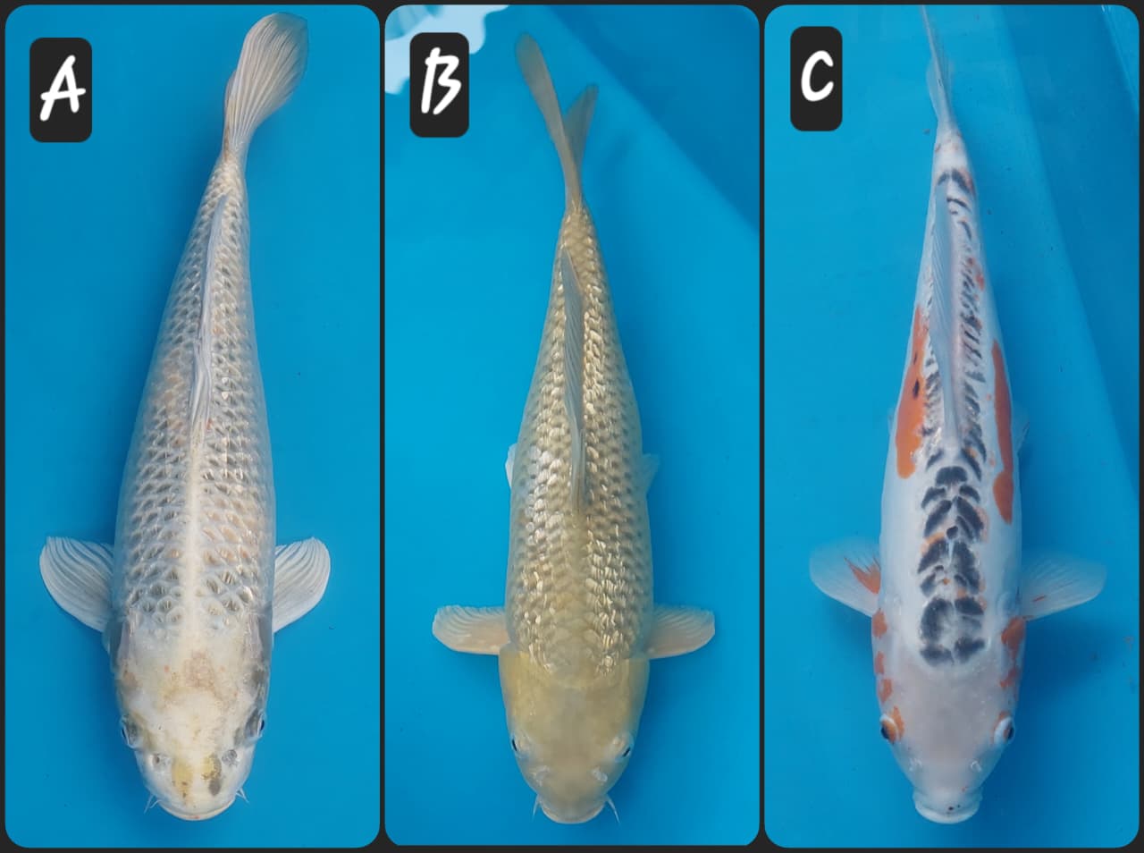 Lelang Koi Online, Jual Beli Ikan Koi, Pasar Koi Terbaik, Agen Lelang Koi, Penawaran Koi Berkualitas, Harga Jual Koi, Lelang Ikan Koi Import, Beli Koi Online, Jual Koi Murah, Koi Showroom, Penjual Koi Terpercaya, Lelang Koi Jakarta, Jual Koi Lokal, Koi Kualitas Unggul, Harga Terbaik Koi, Jual Koi Indukan, Lelang Ikan Hias Koi, Pasar Koi Indonesia, Beli Koi Berkualitas Tinggi, Koi Farm Terbesar, Jual Beli Koi Impor, Lelang Ikan Koi Kualitas Premium, Daftar Harga Koi Terbaru, Pusat Jual Beli Koi, Info Lelang Koi Hari Ini.