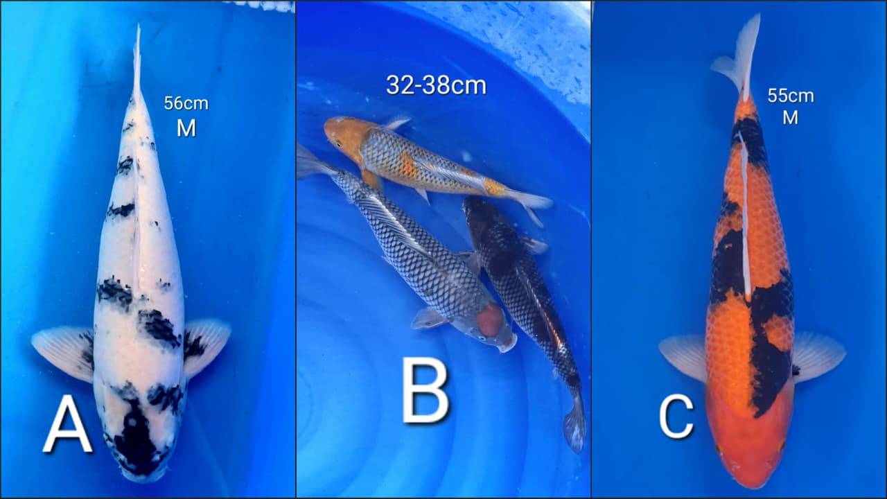 Lelang Koi Online, Jual Beli Ikan Koi, Pasar Koi Terbaik, Agen Lelang Koi, Penawaran Koi Berkualitas, Harga Jual Koi, Lelang Ikan Koi Import, Beli Koi Online, Jual Koi Murah, Koi Showroom, Penjual Koi Terpercaya, Lelang Koi Jakarta, Jual Koi Lokal, Koi Kualitas Unggul, Harga Terbaik Koi, Jual Koi Indukan, Lelang Ikan Hias Koi, Pasar Koi Indonesia, Beli Koi Berkualitas Tinggi, Koi Farm Terbesar, Jual Beli Koi Impor, Lelang Ikan Koi Kualitas Premium, Daftar Harga Koi Terbaru, Pusat Jual Beli Koi, Info Lelang Koi Hari Ini.
