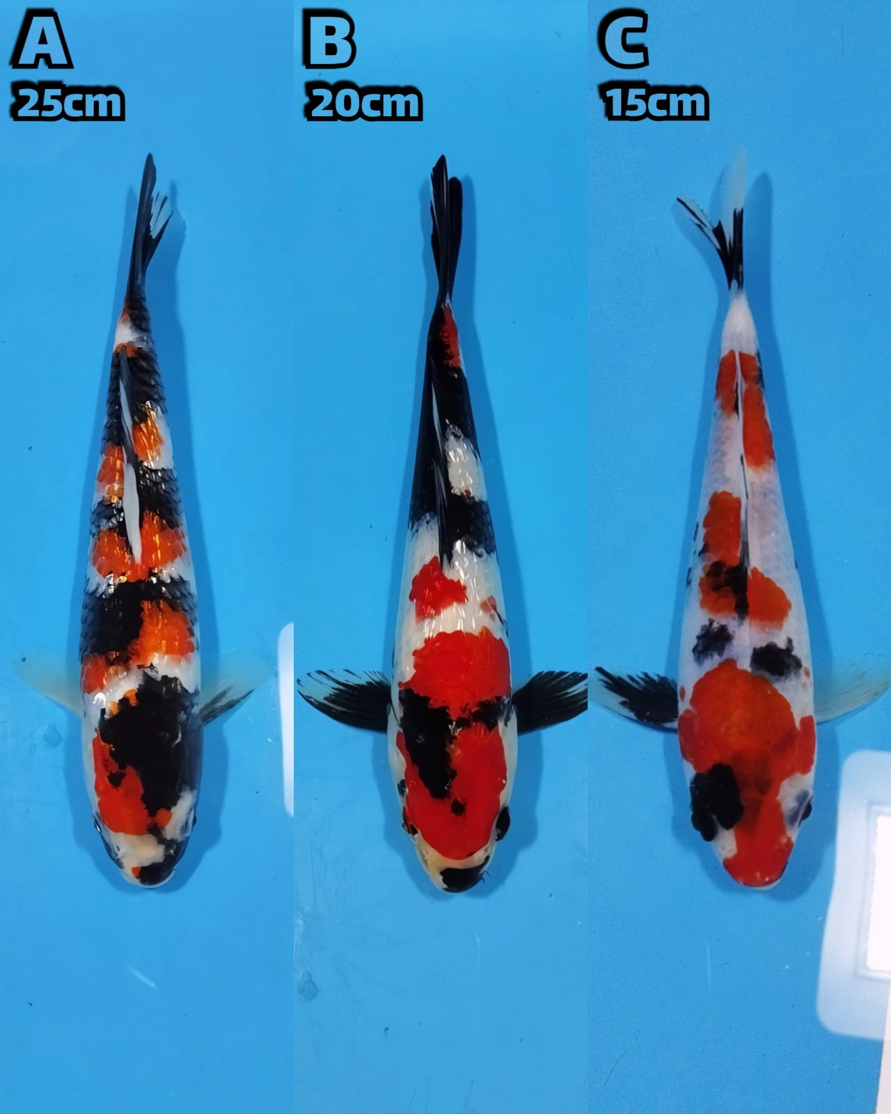 Lelang Koi Online, Jual Beli Ikan Koi, Pasar Koi Terbaik, Agen Lelang Koi, Penawaran Koi Berkualitas, Harga Jual Koi, Lelang Ikan Koi Import, Beli Koi Online, Jual Koi Murah, Koi Showroom, Penjual Koi Terpercaya, Lelang Koi Jakarta, Jual Koi Lokal, Koi Kualitas Unggul, Harga Terbaik Koi, Jual Koi Indukan, Lelang Ikan Hias Koi, Pasar Koi Indonesia, Beli Koi Berkualitas Tinggi, Koi Farm Terbesar, Jual Beli Koi Impor, Lelang Ikan Koi Kualitas Premium, Daftar Harga Koi Terbaru, Pusat Jual Beli Koi, Info Lelang Koi Hari Ini.