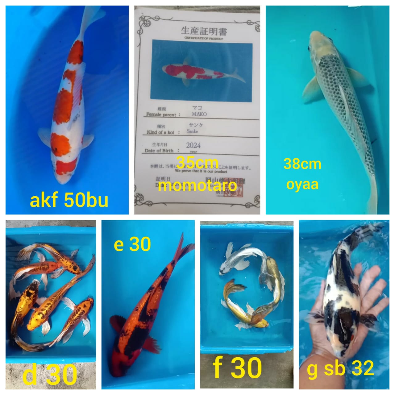 Lelang Koi Online, Jual Beli Ikan Koi, Pasar Koi Terbaik, Agen Lelang Koi, Penawaran Koi Berkualitas, Harga Jual Koi, Lelang Ikan Koi Import, Beli Koi Online, Jual Koi Murah, Koi Showroom, Penjual Koi Terpercaya, Lelang Koi Jakarta, Jual Koi Lokal, Koi Kualitas Unggul, Harga Terbaik Koi, Jual Koi Indukan, Lelang Ikan Hias Koi, Pasar Koi Indonesia, Beli Koi Berkualitas Tinggi, Koi Farm Terbesar, Jual Beli Koi Impor, Lelang Ikan Koi Kualitas Premium, Daftar Harga Koi Terbaru, Pusat Jual Beli Koi, Info Lelang Koi Hari Ini.
