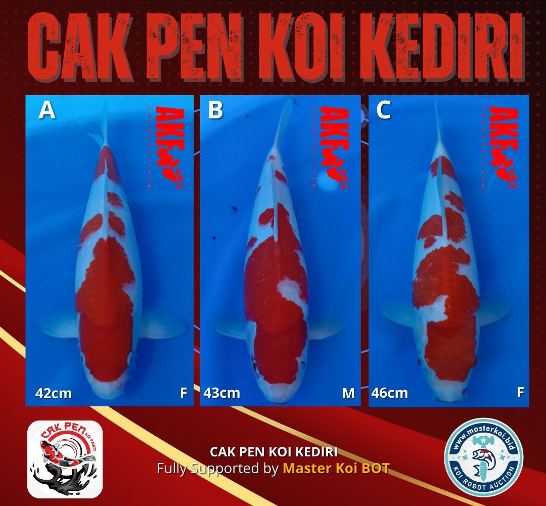 Lelang Koi Online, Jual Beli Ikan Koi, Pasar Koi Terbaik, Agen Lelang Koi, Penawaran Koi Berkualitas, Harga Jual Koi, Lelang Ikan Koi Import, Beli Koi Online, Jual Koi Murah, Koi Showroom, Penjual Koi Terpercaya, Lelang Koi Jakarta, Jual Koi Lokal, Koi Kualitas Unggul, Harga Terbaik Koi, Jual Koi Indukan, Lelang Ikan Hias Koi, Pasar Koi Indonesia, Beli Koi Berkualitas Tinggi, Koi Farm Terbesar, Jual Beli Koi Impor, Lelang Ikan Koi Kualitas Premium, Daftar Harga Koi Terbaru, Pusat Jual Beli Koi, Info Lelang Koi Hari Ini.
