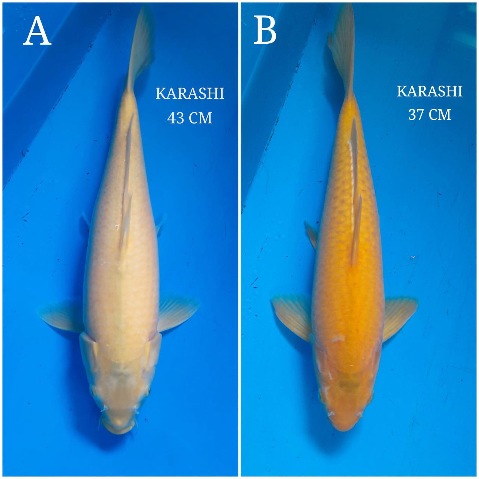 Lelang Koi Online, Jual Beli Ikan Koi, Pasar Koi Terbaik, Agen Lelang Koi, Penawaran Koi Berkualitas, Harga Jual Koi, Lelang Ikan Koi Import, Beli Koi Online, Jual Koi Murah, Koi Showroom, Penjual Koi Terpercaya, Lelang Koi Jakarta, Jual Koi Lokal, Koi Kualitas Unggul, Harga Terbaik Koi, Jual Koi Indukan, Lelang Ikan Hias Koi, Pasar Koi Indonesia, Beli Koi Berkualitas Tinggi, Koi Farm Terbesar, Jual Beli Koi Impor, Lelang Ikan Koi Kualitas Premium, Daftar Harga Koi Terbaru, Pusat Jual Beli Koi, Info Lelang Koi Hari Ini.
