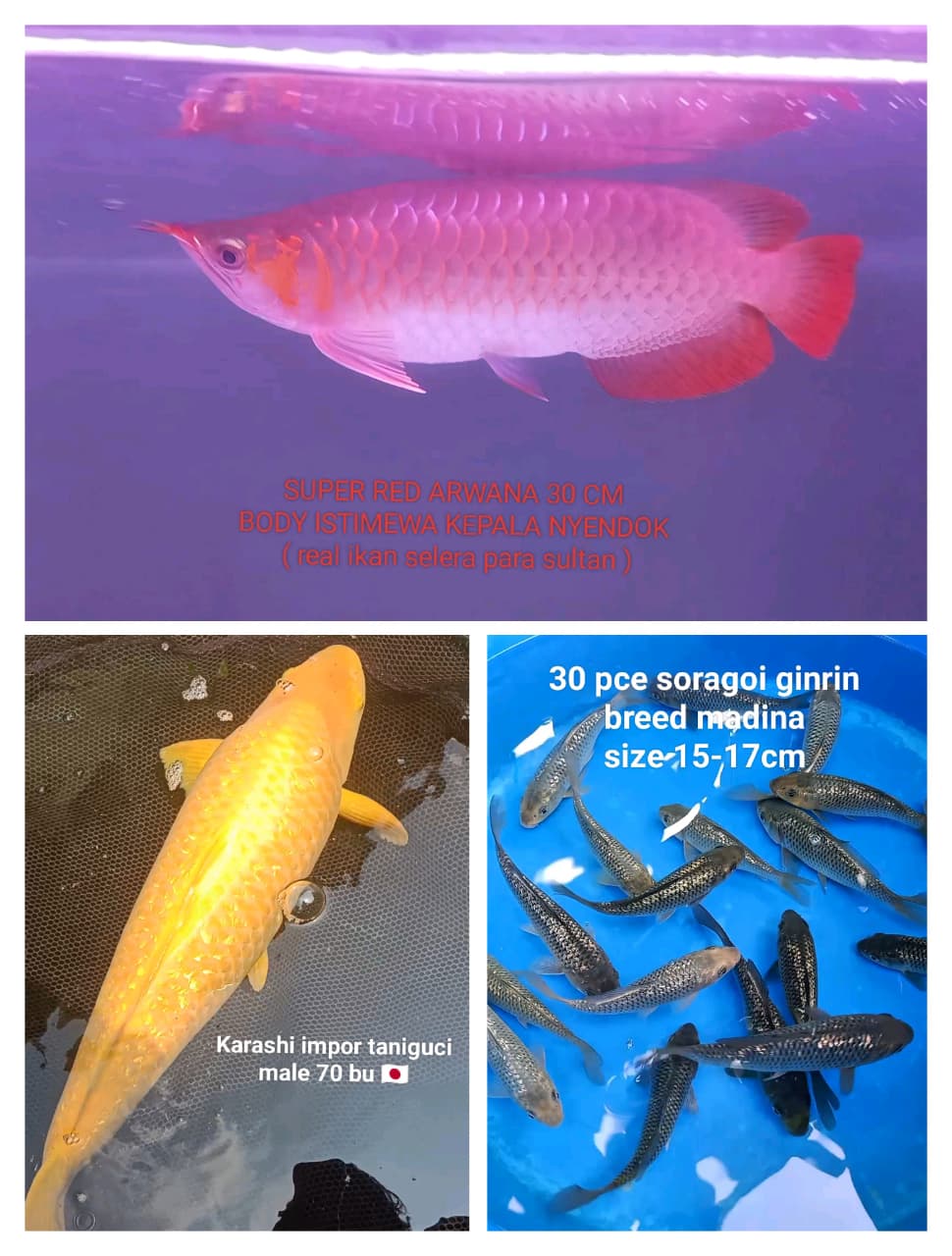Lelang Koi Online, Jual Beli Ikan Koi, Pasar Koi Terbaik, Agen Lelang Koi, Penawaran Koi Berkualitas, Harga Jual Koi, Lelang Ikan Koi Import, Beli Koi Online, Jual Koi Murah, Koi Showroom, Penjual Koi Terpercaya, Lelang Koi Jakarta, Jual Koi Lokal, Koi Kualitas Unggul, Harga Terbaik Koi, Jual Koi Indukan, Lelang Ikan Hias Koi, Pasar Koi Indonesia, Beli Koi Berkualitas Tinggi, Koi Farm Terbesar, Jual Beli Koi Impor, Lelang Ikan Koi Kualitas Premium, Daftar Harga Koi Terbaru, Pusat Jual Beli Koi, Info Lelang Koi Hari Ini.