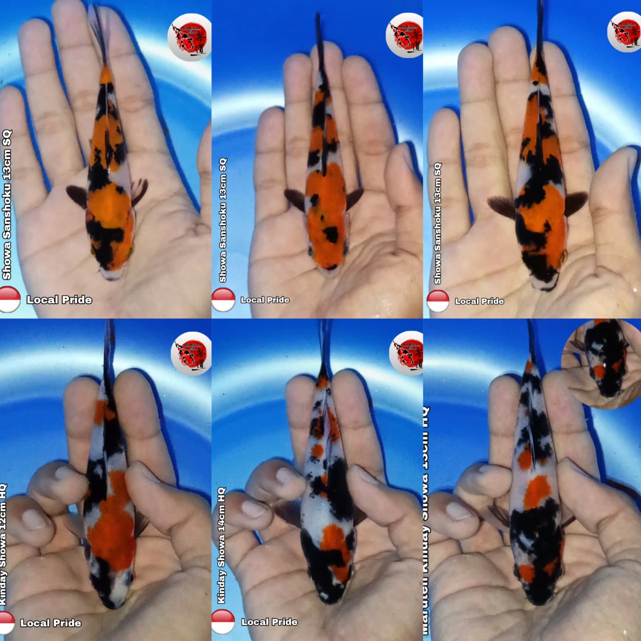Lelang Koi Online, Jual Beli Ikan Koi, Pasar Koi Terbaik, Agen Lelang Koi, Penawaran Koi Berkualitas, Harga Jual Koi, Lelang Ikan Koi Import, Beli Koi Online, Jual Koi Murah, Koi Showroom, Penjual Koi Terpercaya, Lelang Koi Jakarta, Jual Koi Lokal, Koi Kualitas Unggul, Harga Terbaik Koi, Jual Koi Indukan, Lelang Ikan Hias Koi, Pasar Koi Indonesia, Beli Koi Berkualitas Tinggi, Koi Farm Terbesar, Jual Beli Koi Impor, Lelang Ikan Koi Kualitas Premium, Daftar Harga Koi Terbaru, Pusat Jual Beli Koi, Info Lelang Koi Hari Ini.