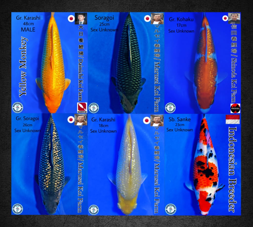 Lelang Koi Online, Jual Beli Ikan Koi, Pasar Koi Terbaik, Agen Lelang Koi, Penawaran Koi Berkualitas, Harga Jual Koi, Lelang Ikan Koi Import, Beli Koi Online, Jual Koi Murah, Koi Showroom, Penjual Koi Terpercaya, Lelang Koi Jakarta, Jual Koi Lokal, Koi Kualitas Unggul, Harga Terbaik Koi, Jual Koi Indukan, Lelang Ikan Hias Koi, Pasar Koi Indonesia, Beli Koi Berkualitas Tinggi, Koi Farm Terbesar, Jual Beli Koi Impor, Lelang Ikan Koi Kualitas Premium, Daftar Harga Koi Terbaru, Pusat Jual Beli Koi, Info Lelang Koi Hari Ini.