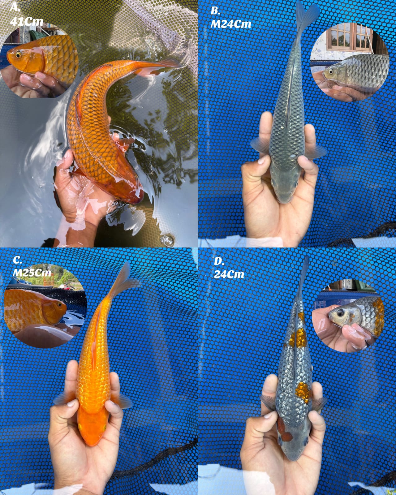 Lelang Koi Online, Jual Beli Ikan Koi, Pasar Koi Terbaik, Agen Lelang Koi, Penawaran Koi Berkualitas, Harga Jual Koi, Lelang Ikan Koi Import, Beli Koi Online, Jual Koi Murah, Koi Showroom, Penjual Koi Terpercaya, Lelang Koi Jakarta, Jual Koi Lokal, Koi Kualitas Unggul, Harga Terbaik Koi, Jual Koi Indukan, Lelang Ikan Hias Koi, Pasar Koi Indonesia, Beli Koi Berkualitas Tinggi, Koi Farm Terbesar, Jual Beli Koi Impor, Lelang Ikan Koi Kualitas Premium, Daftar Harga Koi Terbaru, Pusat Jual Beli Koi, Info Lelang Koi Hari Ini.