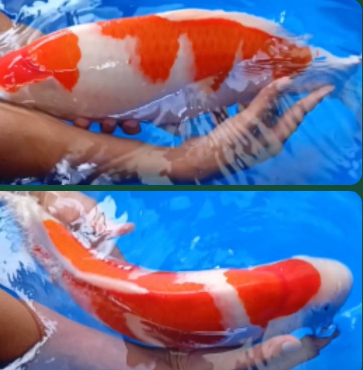 Lelang Koi Online, Jual Beli Ikan Koi, Pasar Koi Terbaik, Agen Lelang Koi, Penawaran Koi Berkualitas, Harga Jual Koi, Lelang Ikan Koi Import, Beli Koi Online, Jual Koi Murah, Koi Showroom, Penjual Koi Terpercaya, Lelang Koi Jakarta, Jual Koi Lokal, Koi Kualitas Unggul, Harga Terbaik Koi, Jual Koi Indukan, Lelang Ikan Hias Koi, Pasar Koi Indonesia, Beli Koi Berkualitas Tinggi, Koi Farm Terbesar, Jual Beli Koi Impor, Lelang Ikan Koi Kualitas Premium, Daftar Harga Koi Terbaru, Pusat Jual Beli Koi, Info Lelang Koi Hari Ini.