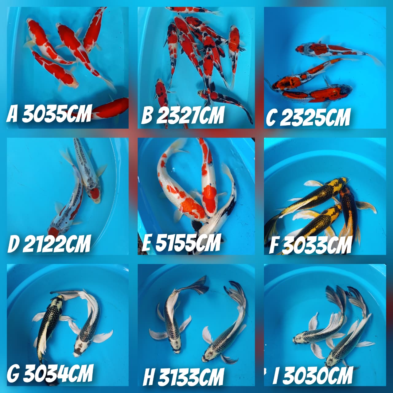 Lelang Koi Online, Jual Beli Ikan Koi, Pasar Koi Terbaik, Agen Lelang Koi, Penawaran Koi Berkualitas, Harga Jual Koi, Lelang Ikan Koi Import, Beli Koi Online, Jual Koi Murah, Koi Showroom, Penjual Koi Terpercaya, Lelang Koi Jakarta, Jual Koi Lokal, Koi Kualitas Unggul, Harga Terbaik Koi, Jual Koi Indukan, Lelang Ikan Hias Koi, Pasar Koi Indonesia, Beli Koi Berkualitas Tinggi, Koi Farm Terbesar, Jual Beli Koi Impor, Lelang Ikan Koi Kualitas Premium, Daftar Harga Koi Terbaru, Pusat Jual Beli Koi, Info Lelang Koi Hari Ini.