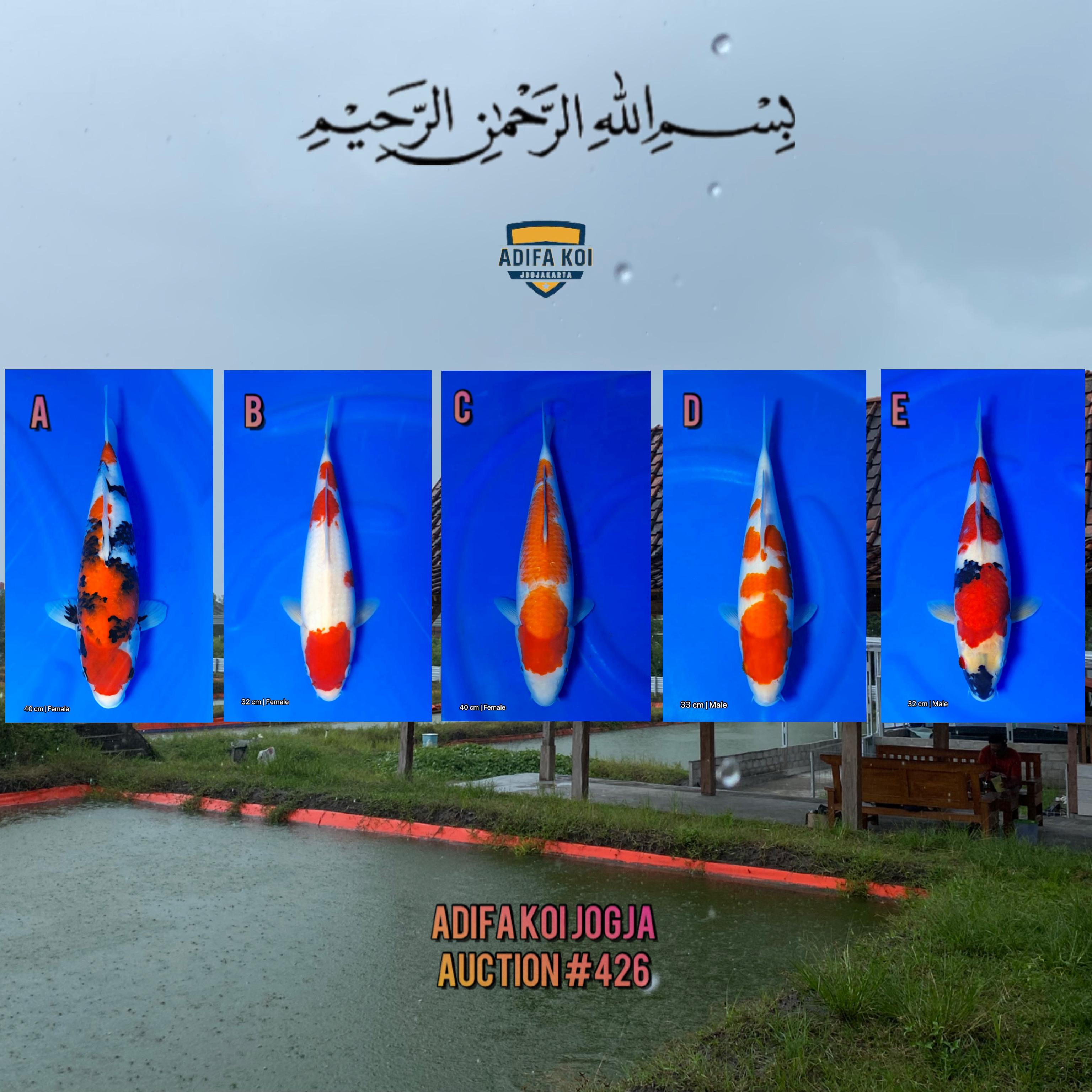 Lelang Koi Online, Jual Beli Ikan Koi, Pasar Koi Terbaik, Agen Lelang Koi, Penawaran Koi Berkualitas, Harga Jual Koi, Lelang Ikan Koi Import, Beli Koi Online, Jual Koi Murah, Koi Showroom, Penjual Koi Terpercaya, Lelang Koi Jakarta, Jual Koi Lokal, Koi Kualitas Unggul, Harga Terbaik Koi, Jual Koi Indukan, Lelang Ikan Hias Koi, Pasar Koi Indonesia, Beli Koi Berkualitas Tinggi, Koi Farm Terbesar, Jual Beli Koi Impor, Lelang Ikan Koi Kualitas Premium, Daftar Harga Koi Terbaru, Pusat Jual Beli Koi, Info Lelang Koi Hari Ini.