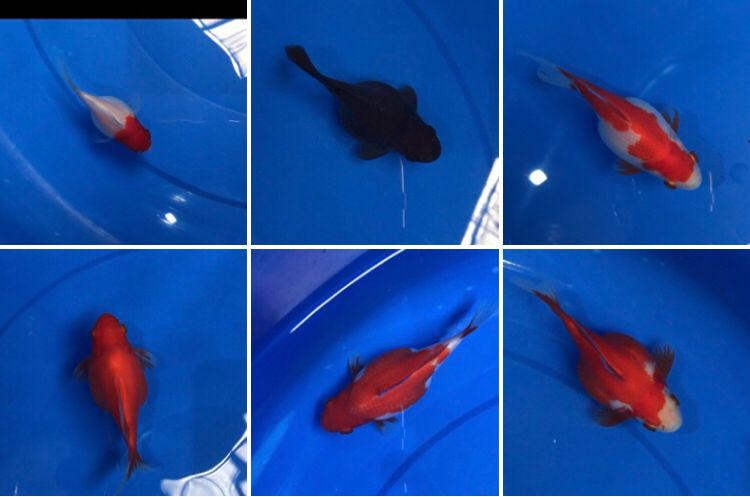 Lelang Koi Online, Jual Beli Ikan Koi, Pasar Koi Terbaik, Agen Lelang Koi, Penawaran Koi Berkualitas, Harga Jual Koi, Lelang Ikan Koi Import, Beli Koi Online, Jual Koi Murah, Koi Showroom, Penjual Koi Terpercaya, Lelang Koi Jakarta, Jual Koi Lokal, Koi Kualitas Unggul, Harga Terbaik Koi, Jual Koi Indukan, Lelang Ikan Hias Koi, Pasar Koi Indonesia, Beli Koi Berkualitas Tinggi, Koi Farm Terbesar, Jual Beli Koi Impor, Lelang Ikan Koi Kualitas Premium, Daftar Harga Koi Terbaru, Pusat Jual Beli Koi, Info Lelang Koi Hari Ini.