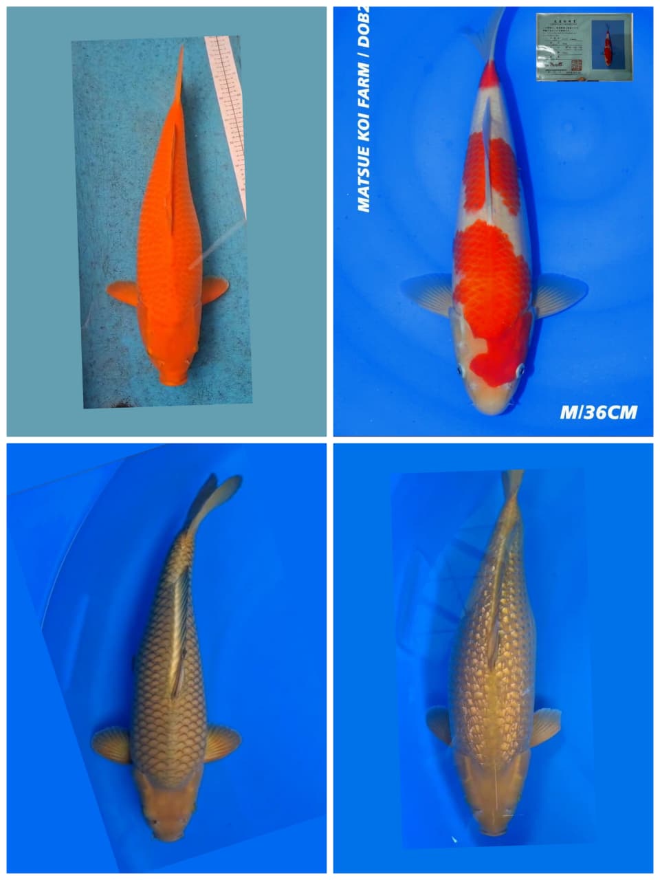 Lelang Koi Online, Jual Beli Ikan Koi, Pasar Koi Terbaik, Agen Lelang Koi, Penawaran Koi Berkualitas, Harga Jual Koi, Lelang Ikan Koi Import, Beli Koi Online, Jual Koi Murah, Koi Showroom, Penjual Koi Terpercaya, Lelang Koi Jakarta, Jual Koi Lokal, Koi Kualitas Unggul, Harga Terbaik Koi, Jual Koi Indukan, Lelang Ikan Hias Koi, Pasar Koi Indonesia, Beli Koi Berkualitas Tinggi, Koi Farm Terbesar, Jual Beli Koi Impor, Lelang Ikan Koi Kualitas Premium, Daftar Harga Koi Terbaru, Pusat Jual Beli Koi, Info Lelang Koi Hari Ini.