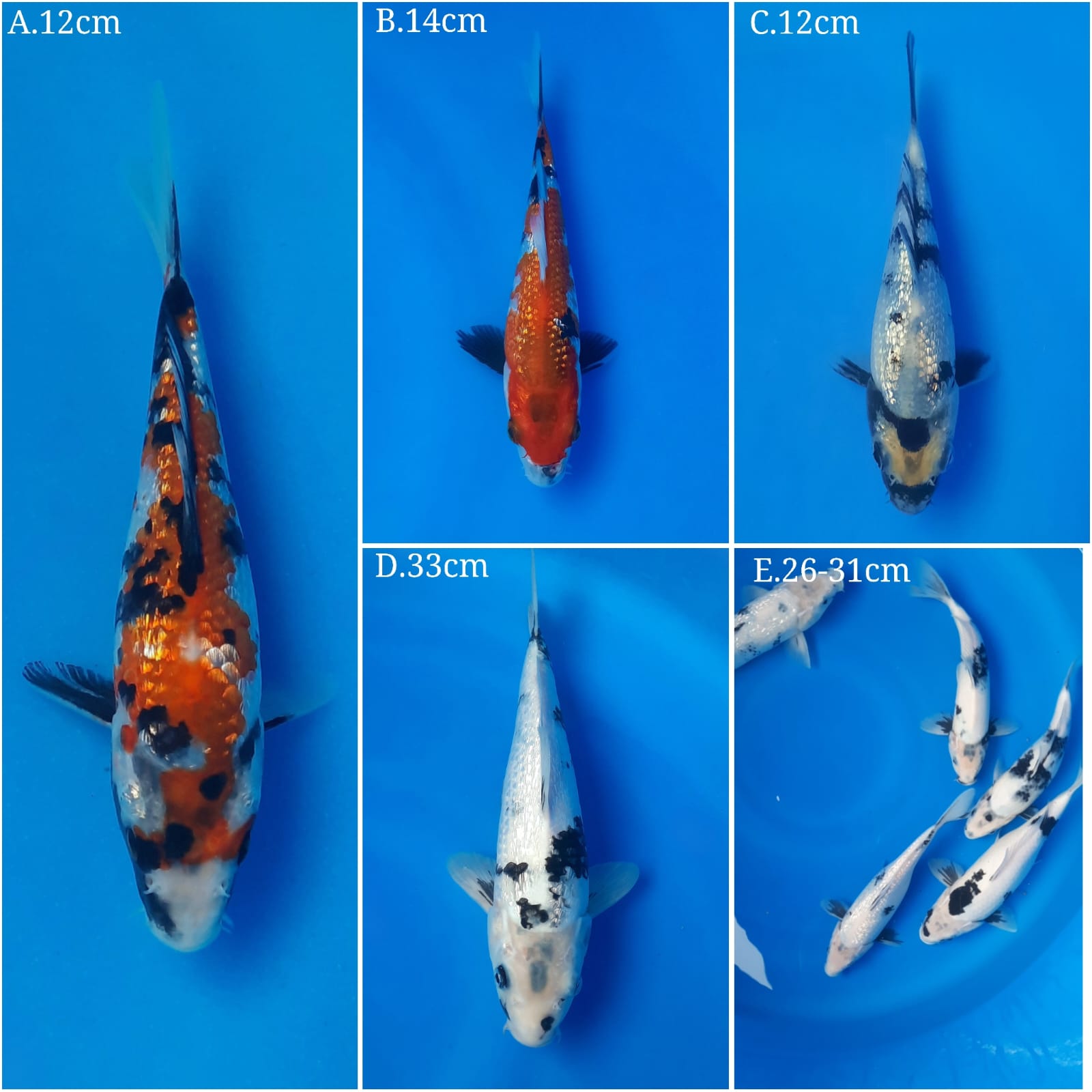 Lelang Koi Online, Jual Beli Ikan Koi, Pasar Koi Terbaik, Agen Lelang Koi, Penawaran Koi Berkualitas, Harga Jual Koi, Lelang Ikan Koi Import, Beli Koi Online, Jual Koi Murah, Koi Showroom, Penjual Koi Terpercaya, Lelang Koi Jakarta, Jual Koi Lokal, Koi Kualitas Unggul, Harga Terbaik Koi, Jual Koi Indukan, Lelang Ikan Hias Koi, Pasar Koi Indonesia, Beli Koi Berkualitas Tinggi, Koi Farm Terbesar, Jual Beli Koi Impor, Lelang Ikan Koi Kualitas Premium, Daftar Harga Koi Terbaru, Pusat Jual Beli Koi, Info Lelang Koi Hari Ini.