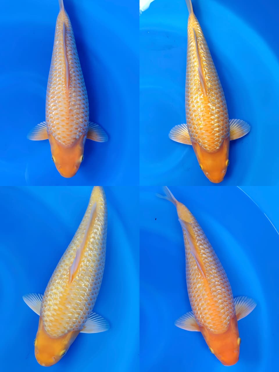 Lelang Koi Online, Jual Beli Ikan Koi, Pasar Koi Terbaik, Agen Lelang Koi, Penawaran Koi Berkualitas, Harga Jual Koi, Lelang Ikan Koi Import, Beli Koi Online, Jual Koi Murah, Koi Showroom, Penjual Koi Terpercaya, Lelang Koi Jakarta, Jual Koi Lokal, Koi Kualitas Unggul, Harga Terbaik Koi, Jual Koi Indukan, Lelang Ikan Hias Koi, Pasar Koi Indonesia, Beli Koi Berkualitas Tinggi, Koi Farm Terbesar, Jual Beli Koi Impor, Lelang Ikan Koi Kualitas Premium, Daftar Harga Koi Terbaru, Pusat Jual Beli Koi, Info Lelang Koi Hari Ini.