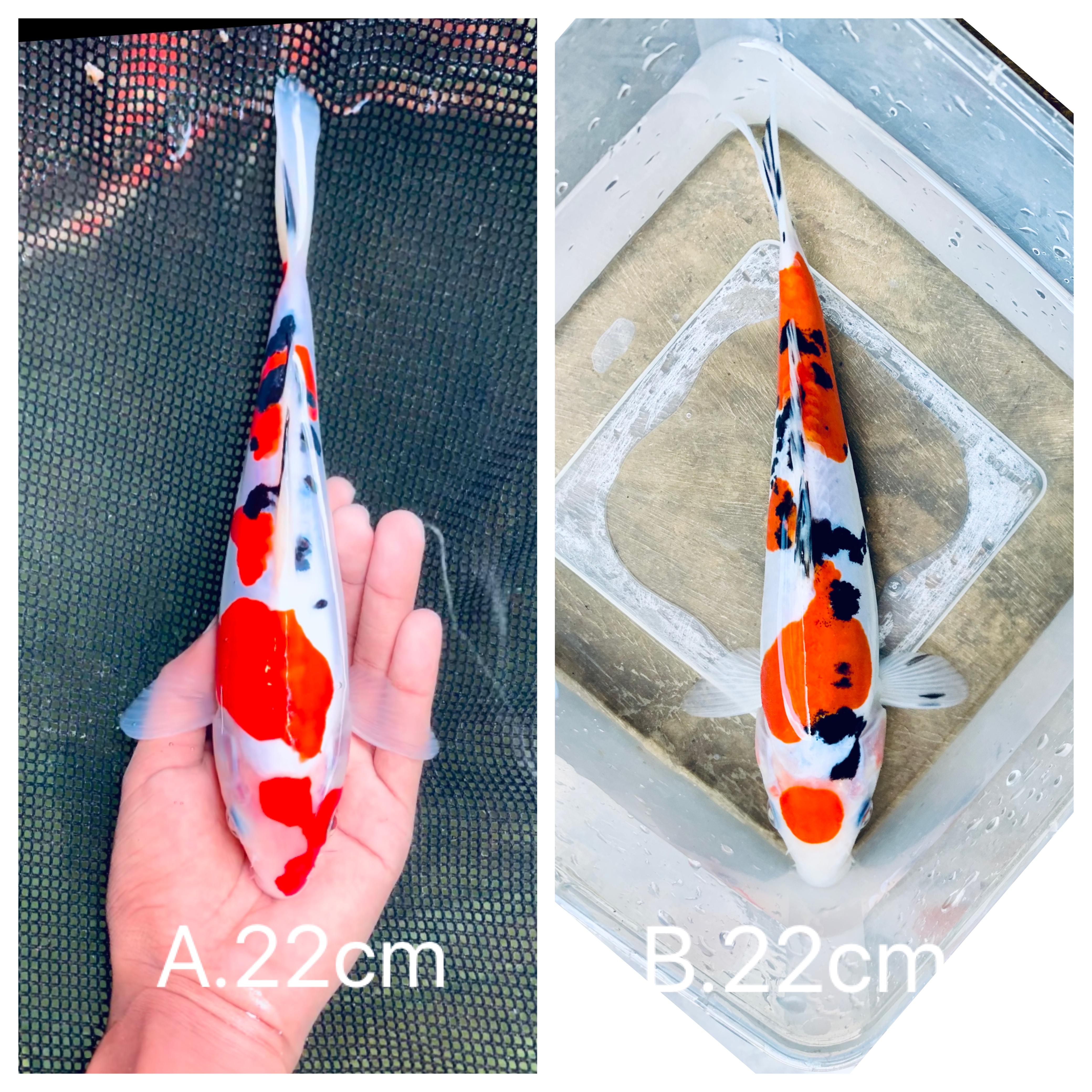 Lelang Koi Online, Jual Beli Ikan Koi, Pasar Koi Terbaik, Agen Lelang Koi, Penawaran Koi Berkualitas, Harga Jual Koi, Lelang Ikan Koi Import, Beli Koi Online, Jual Koi Murah, Koi Showroom, Penjual Koi Terpercaya, Lelang Koi Jakarta, Jual Koi Lokal, Koi Kualitas Unggul, Harga Terbaik Koi, Jual Koi Indukan, Lelang Ikan Hias Koi, Pasar Koi Indonesia, Beli Koi Berkualitas Tinggi, Koi Farm Terbesar, Jual Beli Koi Impor, Lelang Ikan Koi Kualitas Premium, Daftar Harga Koi Terbaru, Pusat Jual Beli Koi, Info Lelang Koi Hari Ini.