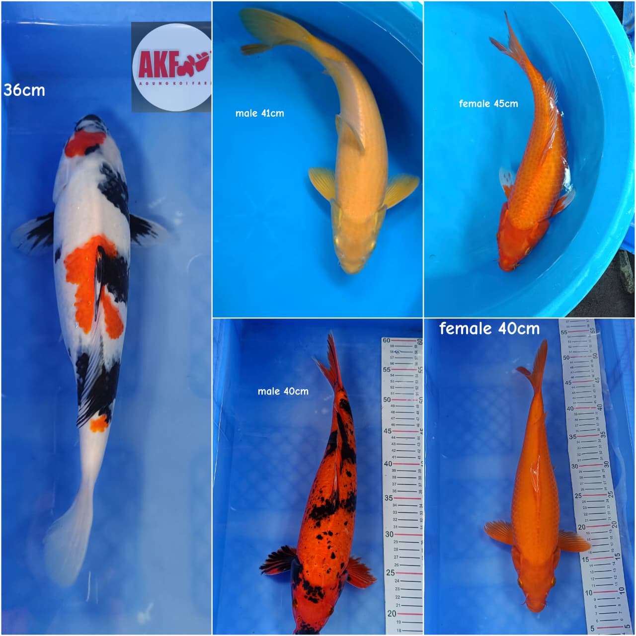 Lelang Koi Online, Jual Beli Ikan Koi, Pasar Koi Terbaik, Agen Lelang Koi, Penawaran Koi Berkualitas, Harga Jual Koi, Lelang Ikan Koi Import, Beli Koi Online, Jual Koi Murah, Koi Showroom, Penjual Koi Terpercaya, Lelang Koi Jakarta, Jual Koi Lokal, Koi Kualitas Unggul, Harga Terbaik Koi, Jual Koi Indukan, Lelang Ikan Hias Koi, Pasar Koi Indonesia, Beli Koi Berkualitas Tinggi, Koi Farm Terbesar, Jual Beli Koi Impor, Lelang Ikan Koi Kualitas Premium, Daftar Harga Koi Terbaru, Pusat Jual Beli Koi, Info Lelang Koi Hari Ini.