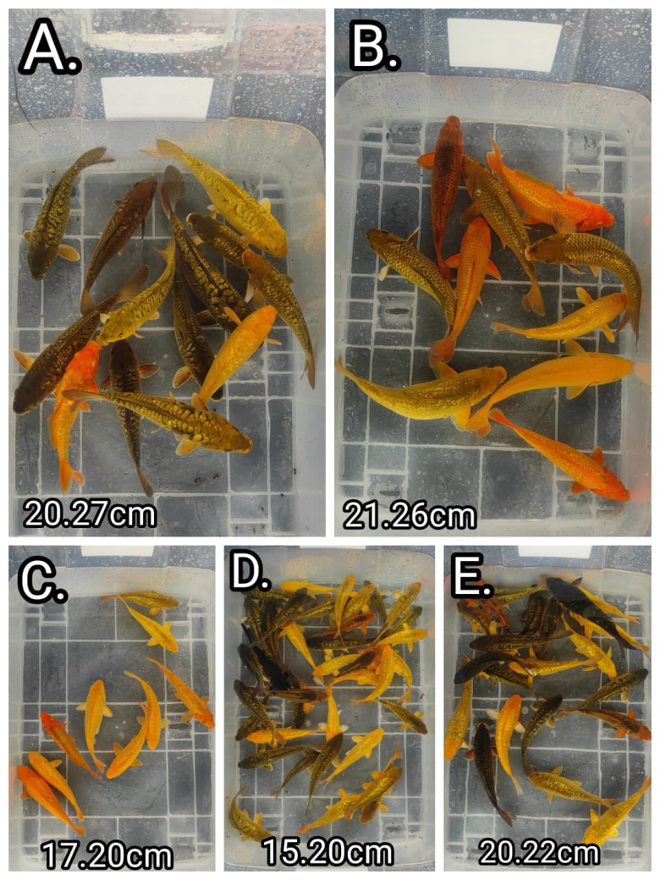 Lelang Koi Online, Jual Beli Ikan Koi, Pasar Koi Terbaik, Agen Lelang Koi, Penawaran Koi Berkualitas, Harga Jual Koi, Lelang Ikan Koi Import, Beli Koi Online, Jual Koi Murah, Koi Showroom, Penjual Koi Terpercaya, Lelang Koi Jakarta, Jual Koi Lokal, Koi Kualitas Unggul, Harga Terbaik Koi, Jual Koi Indukan, Lelang Ikan Hias Koi, Pasar Koi Indonesia, Beli Koi Berkualitas Tinggi, Koi Farm Terbesar, Jual Beli Koi Impor, Lelang Ikan Koi Kualitas Premium, Daftar Harga Koi Terbaru, Pusat Jual Beli Koi, Info Lelang Koi Hari Ini.