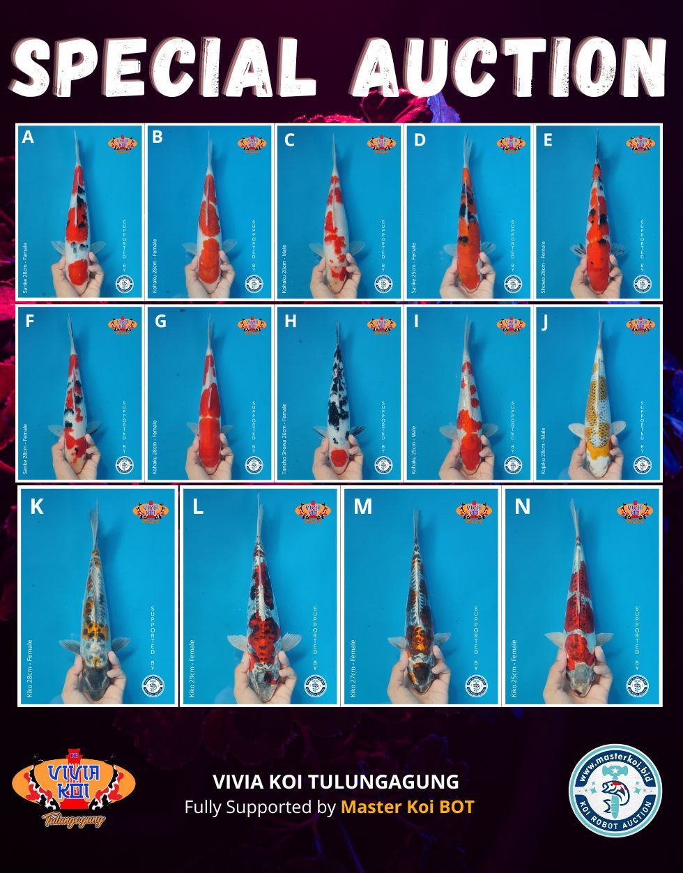 Lelang Koi Online, Jual Beli Ikan Koi, Pasar Koi Terbaik, Agen Lelang Koi, Penawaran Koi Berkualitas, Harga Jual Koi, Lelang Ikan Koi Import, Beli Koi Online, Jual Koi Murah, Koi Showroom, Penjual Koi Terpercaya, Lelang Koi Jakarta, Jual Koi Lokal, Koi Kualitas Unggul, Harga Terbaik Koi, Jual Koi Indukan, Lelang Ikan Hias Koi, Pasar Koi Indonesia, Beli Koi Berkualitas Tinggi, Koi Farm Terbesar, Jual Beli Koi Impor, Lelang Ikan Koi Kualitas Premium, Daftar Harga Koi Terbaru, Pusat Jual Beli Koi, Info Lelang Koi Hari Ini.