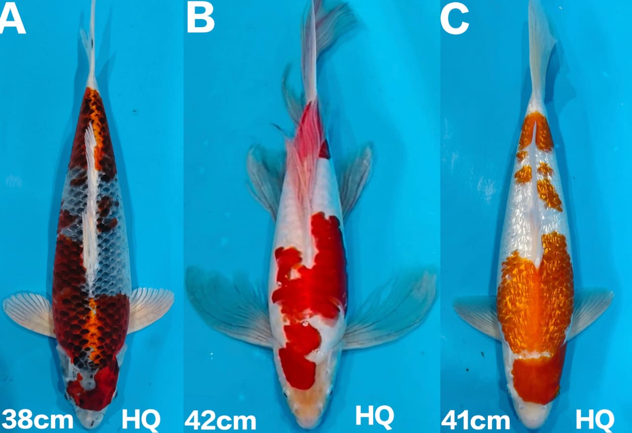 Lelang Koi Online, Jual Beli Ikan Koi, Pasar Koi Terbaik, Agen Lelang Koi, Penawaran Koi Berkualitas, Harga Jual Koi, Lelang Ikan Koi Import, Beli Koi Online, Jual Koi Murah, Koi Showroom, Penjual Koi Terpercaya, Lelang Koi Jakarta, Jual Koi Lokal, Koi Kualitas Unggul, Harga Terbaik Koi, Jual Koi Indukan, Lelang Ikan Hias Koi, Pasar Koi Indonesia, Beli Koi Berkualitas Tinggi, Koi Farm Terbesar, Jual Beli Koi Impor, Lelang Ikan Koi Kualitas Premium, Daftar Harga Koi Terbaru, Pusat Jual Beli Koi, Info Lelang Koi Hari Ini.