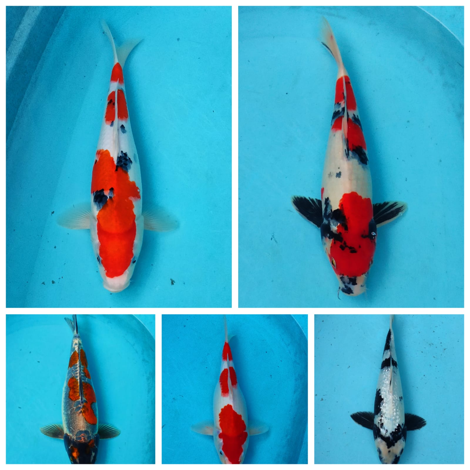 Lelang Koi Online, Jual Beli Ikan Koi, Pasar Koi Terbaik, Agen Lelang Koi, Penawaran Koi Berkualitas, Harga Jual Koi, Lelang Ikan Koi Import, Beli Koi Online, Jual Koi Murah, Koi Showroom, Penjual Koi Terpercaya, Lelang Koi Jakarta, Jual Koi Lokal, Koi Kualitas Unggul, Harga Terbaik Koi, Jual Koi Indukan, Lelang Ikan Hias Koi, Pasar Koi Indonesia, Beli Koi Berkualitas Tinggi, Koi Farm Terbesar, Jual Beli Koi Impor, Lelang Ikan Koi Kualitas Premium, Daftar Harga Koi Terbaru, Pusat Jual Beli Koi, Info Lelang Koi Hari Ini.