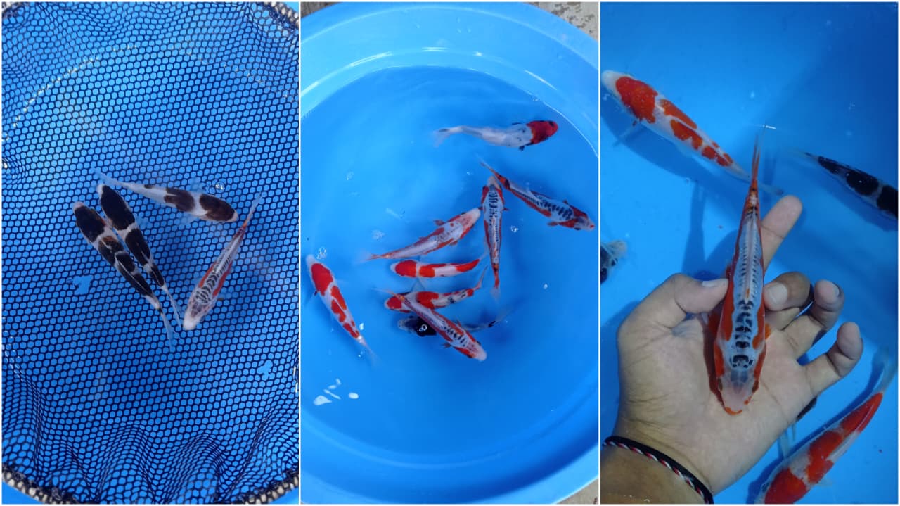 Lelang Koi Online, Jual Beli Ikan Koi, Pasar Koi Terbaik, Agen Lelang Koi, Penawaran Koi Berkualitas, Harga Jual Koi, Lelang Ikan Koi Import, Beli Koi Online, Jual Koi Murah, Koi Showroom, Penjual Koi Terpercaya, Lelang Koi Jakarta, Jual Koi Lokal, Koi Kualitas Unggul, Harga Terbaik Koi, Jual Koi Indukan, Lelang Ikan Hias Koi, Pasar Koi Indonesia, Beli Koi Berkualitas Tinggi, Koi Farm Terbesar, Jual Beli Koi Impor, Lelang Ikan Koi Kualitas Premium, Daftar Harga Koi Terbaru, Pusat Jual Beli Koi, Info Lelang Koi Hari Ini.