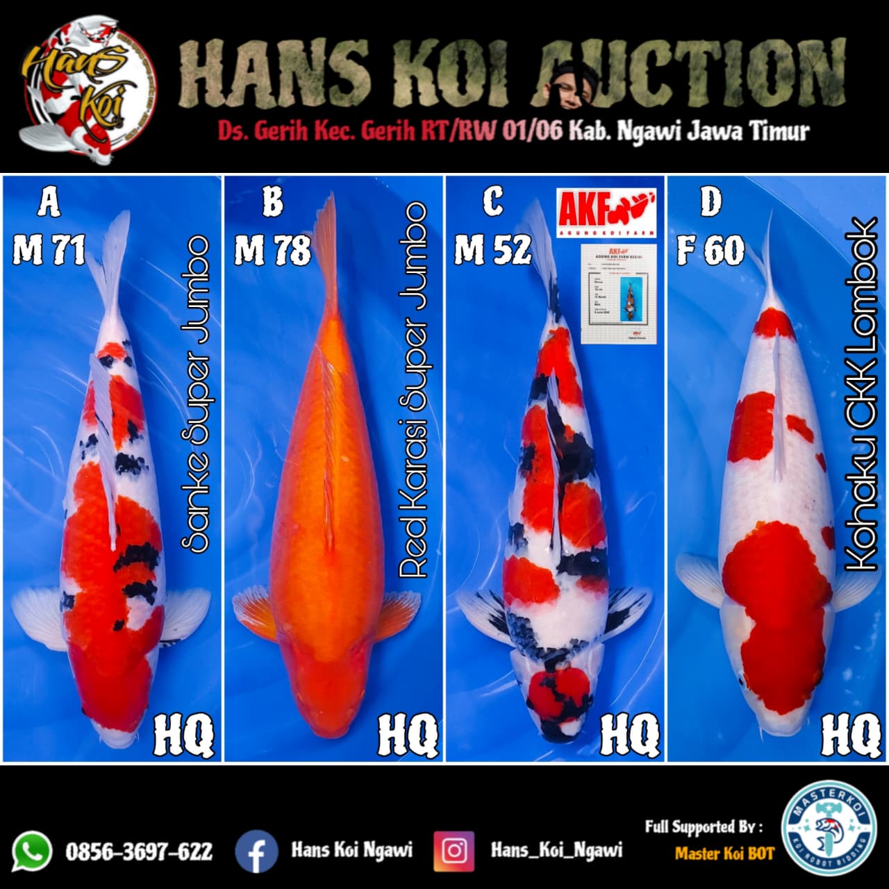 Lelang Koi Online, Jual Beli Ikan Koi, Pasar Koi Terbaik, Agen Lelang Koi, Penawaran Koi Berkualitas, Harga Jual Koi, Lelang Ikan Koi Import, Beli Koi Online, Jual Koi Murah, Koi Showroom, Penjual Koi Terpercaya, Lelang Koi Jakarta, Jual Koi Lokal, Koi Kualitas Unggul, Harga Terbaik Koi, Jual Koi Indukan, Lelang Ikan Hias Koi, Pasar Koi Indonesia, Beli Koi Berkualitas Tinggi, Koi Farm Terbesar, Jual Beli Koi Impor, Lelang Ikan Koi Kualitas Premium, Daftar Harga Koi Terbaru, Pusat Jual Beli Koi, Info Lelang Koi Hari Ini.