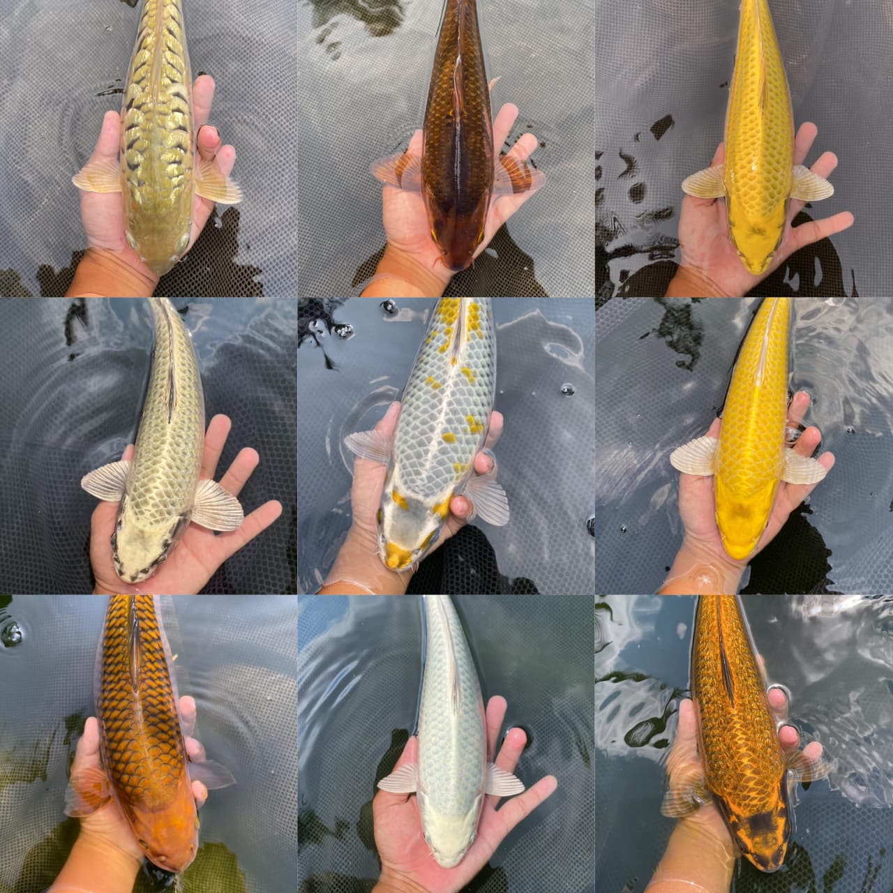 Lelang Koi Online, Jual Beli Ikan Koi, Pasar Koi Terbaik, Agen Lelang Koi, Penawaran Koi Berkualitas, Harga Jual Koi, Lelang Ikan Koi Import, Beli Koi Online, Jual Koi Murah, Koi Showroom, Penjual Koi Terpercaya, Lelang Koi Jakarta, Jual Koi Lokal, Koi Kualitas Unggul, Harga Terbaik Koi, Jual Koi Indukan, Lelang Ikan Hias Koi, Pasar Koi Indonesia, Beli Koi Berkualitas Tinggi, Koi Farm Terbesar, Jual Beli Koi Impor, Lelang Ikan Koi Kualitas Premium, Daftar Harga Koi Terbaru, Pusat Jual Beli Koi, Info Lelang Koi Hari Ini.