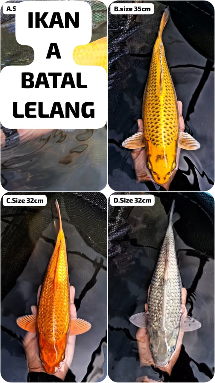Lelang Koi Online, Jual Beli Ikan Koi, Pasar Koi Terbaik, Agen Lelang Koi, Penawaran Koi Berkualitas, Harga Jual Koi, Lelang Ikan Koi Import, Beli Koi Online, Jual Koi Murah, Koi Showroom, Penjual Koi Terpercaya, Lelang Koi Jakarta, Jual Koi Lokal, Koi Kualitas Unggul, Harga Terbaik Koi, Jual Koi Indukan, Lelang Ikan Hias Koi, Pasar Koi Indonesia, Beli Koi Berkualitas Tinggi, Koi Farm Terbesar, Jual Beli Koi Impor, Lelang Ikan Koi Kualitas Premium, Daftar Harga Koi Terbaru, Pusat Jual Beli Koi, Info Lelang Koi Hari Ini.