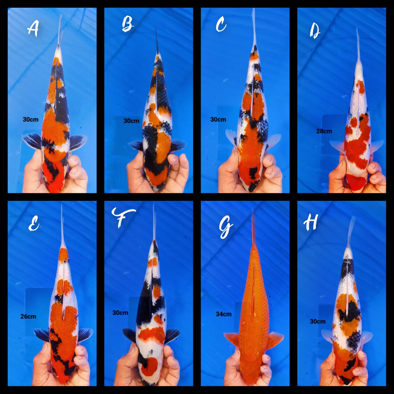 Lelang Koi Online, Jual Beli Ikan Koi, Pasar Koi Terbaik, Agen Lelang Koi, Penawaran Koi Berkualitas, Harga Jual Koi, Lelang Ikan Koi Import, Beli Koi Online, Jual Koi Murah, Koi Showroom, Penjual Koi Terpercaya, Lelang Koi Jakarta, Jual Koi Lokal, Koi Kualitas Unggul, Harga Terbaik Koi, Jual Koi Indukan, Lelang Ikan Hias Koi, Pasar Koi Indonesia, Beli Koi Berkualitas Tinggi, Koi Farm Terbesar, Jual Beli Koi Impor, Lelang Ikan Koi Kualitas Premium, Daftar Harga Koi Terbaru, Pusat Jual Beli Koi, Info Lelang Koi Hari Ini.